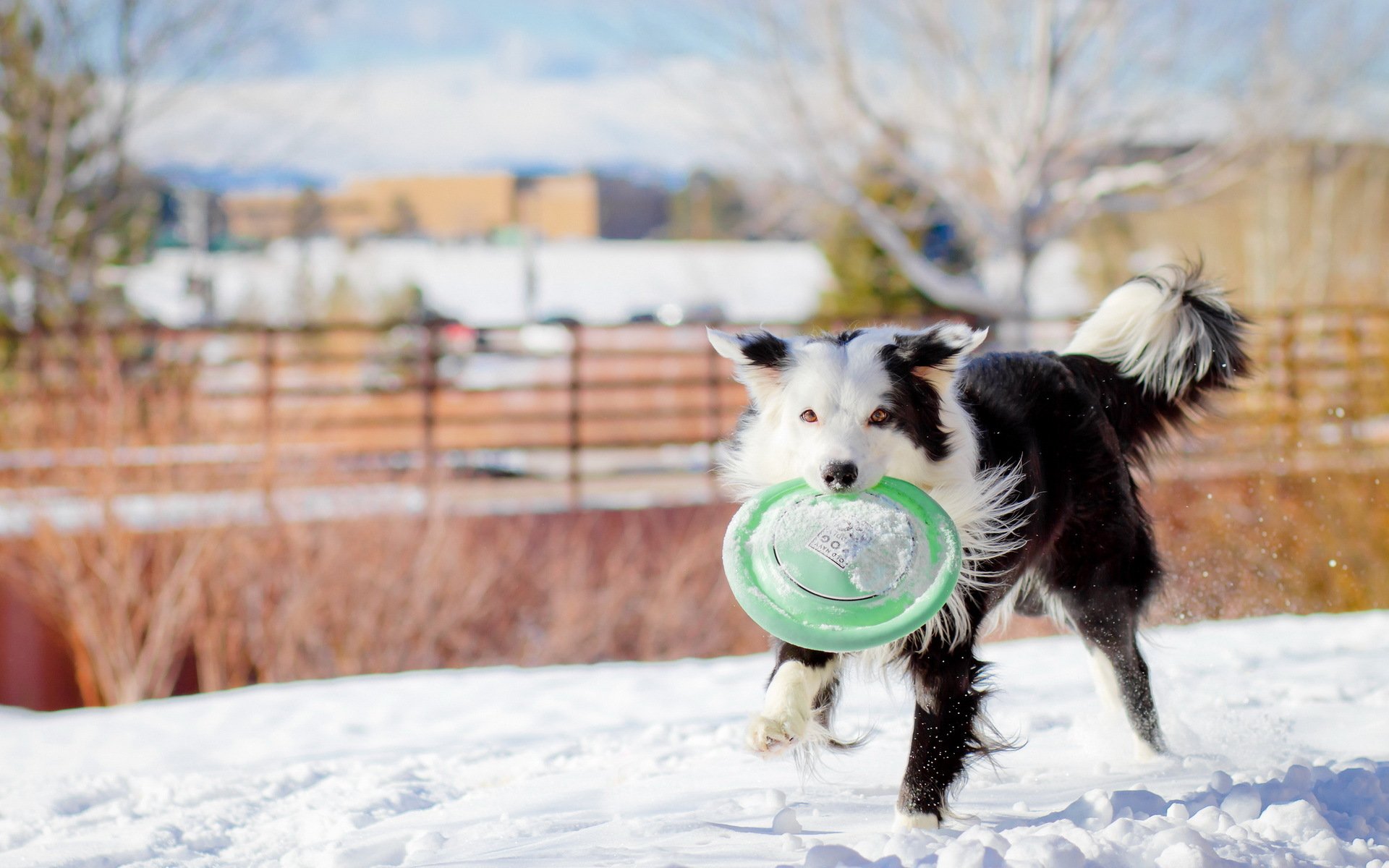 cane inverno gioco