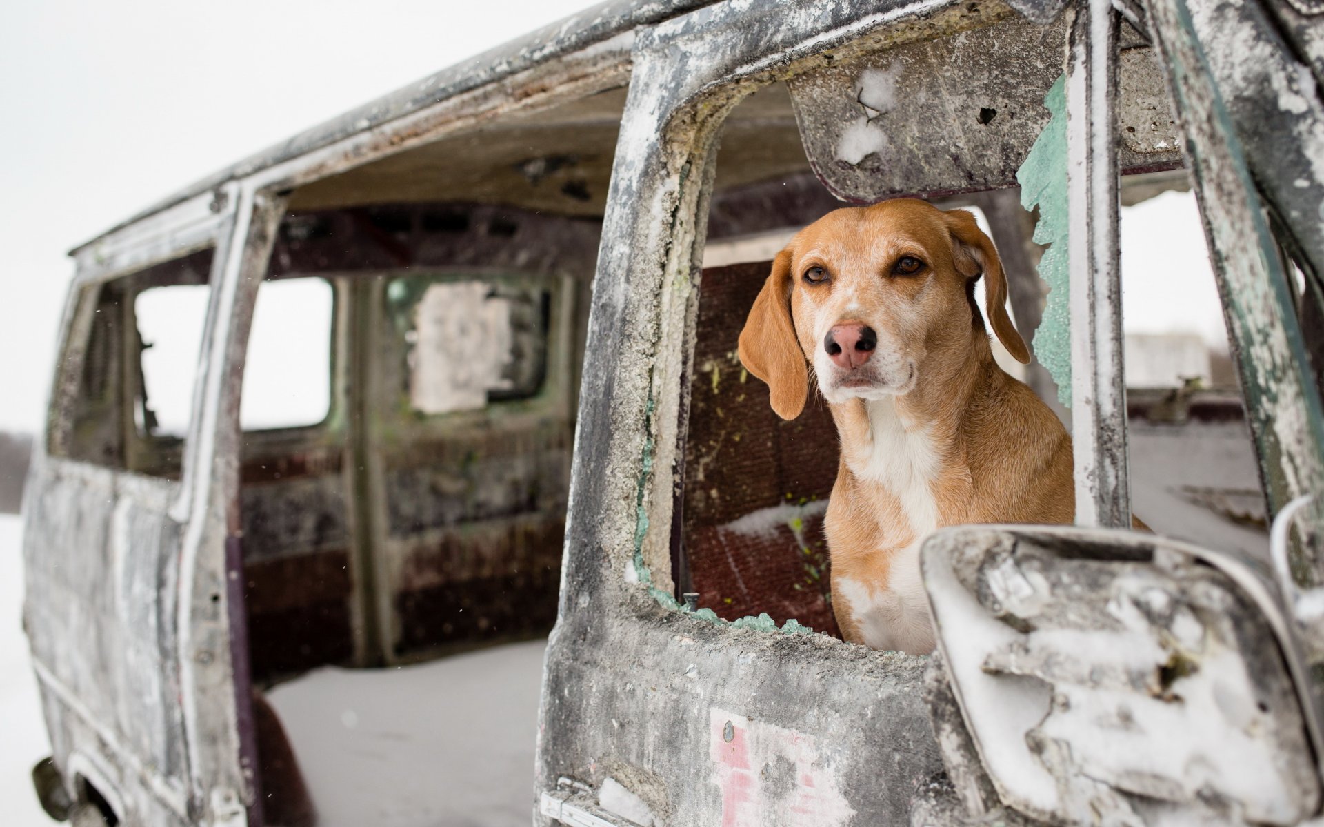 hund freund auto