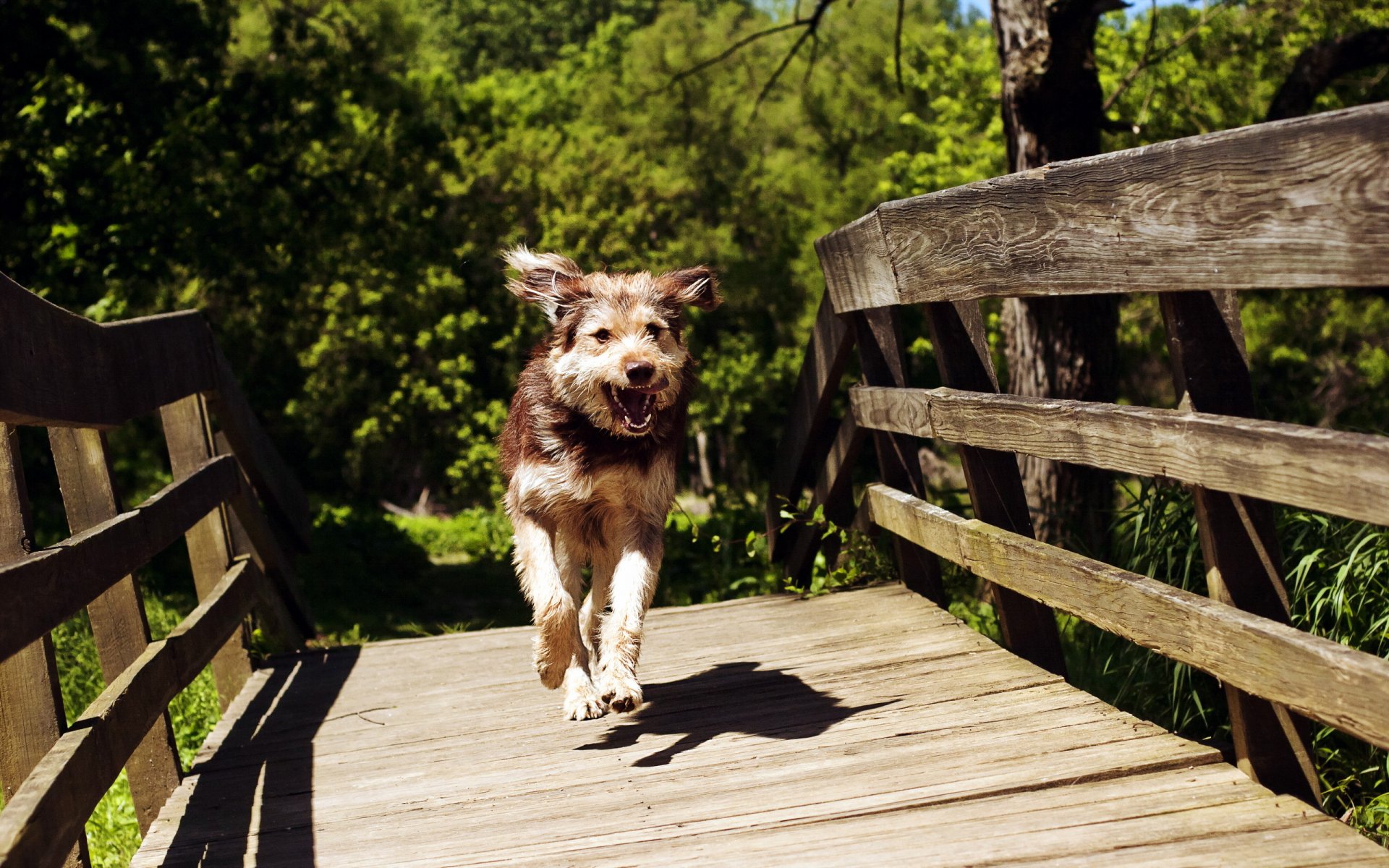 hund brücke sommer