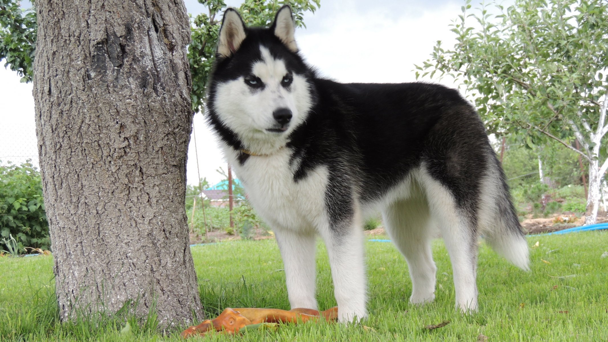 siberian husky husky huska arnie niebieskie oczy lato