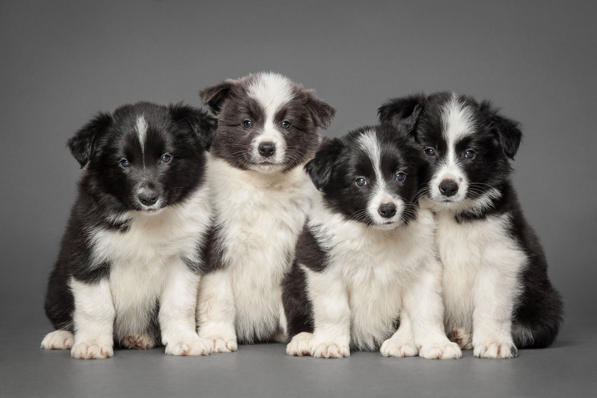 border collie szczenięta kwartet