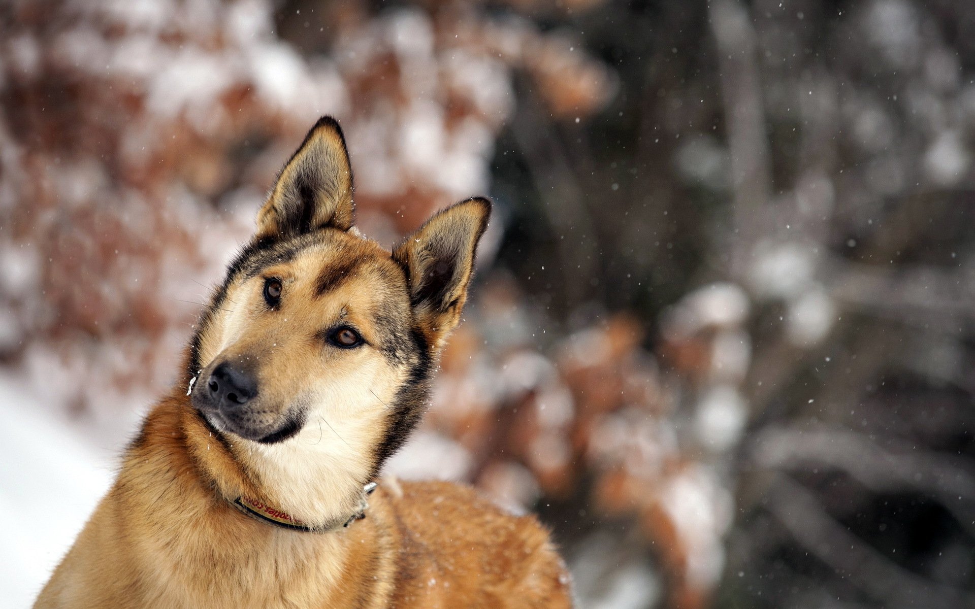 perro amigo invierno