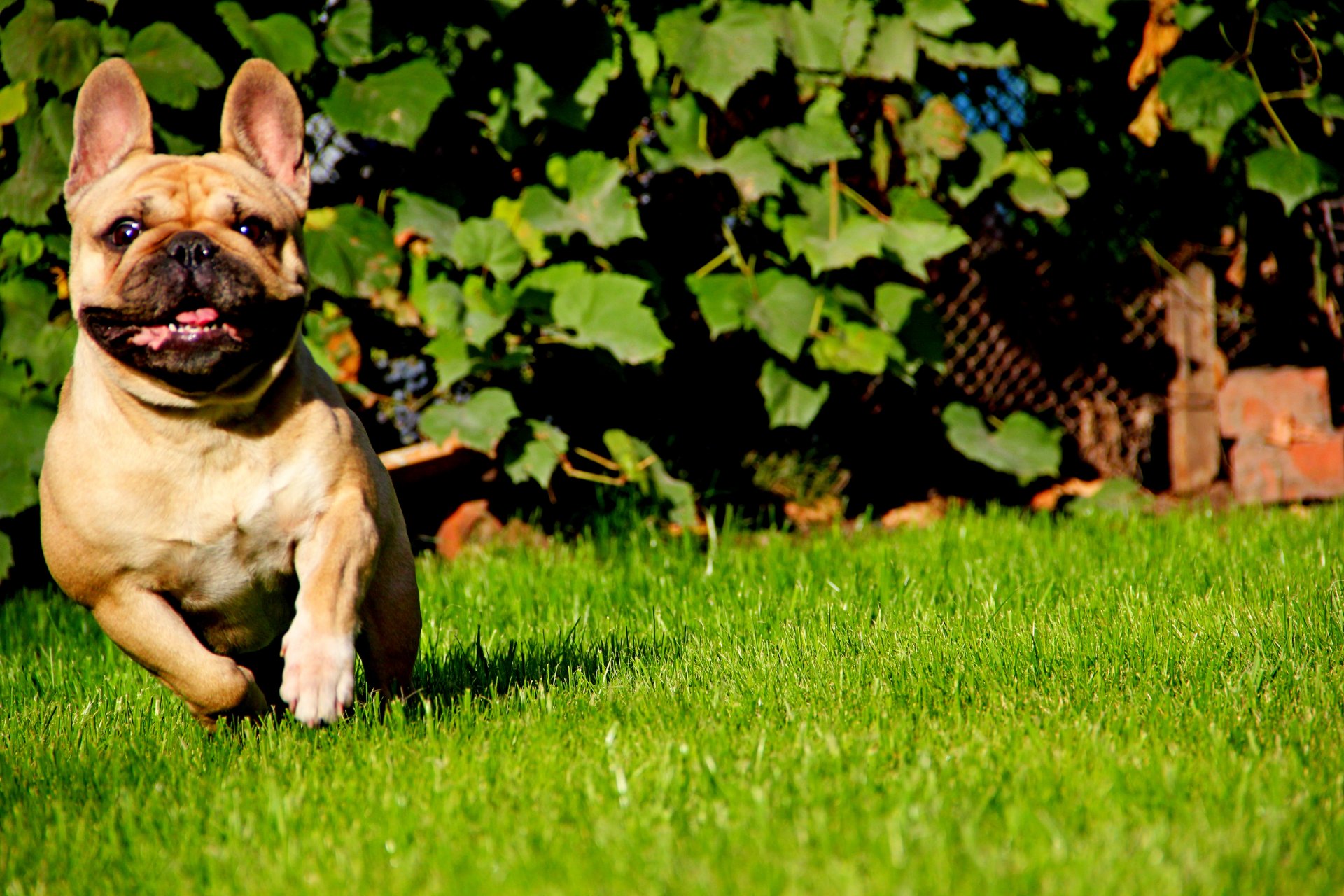 bouledogue français court museau langue herbe soleil fauve