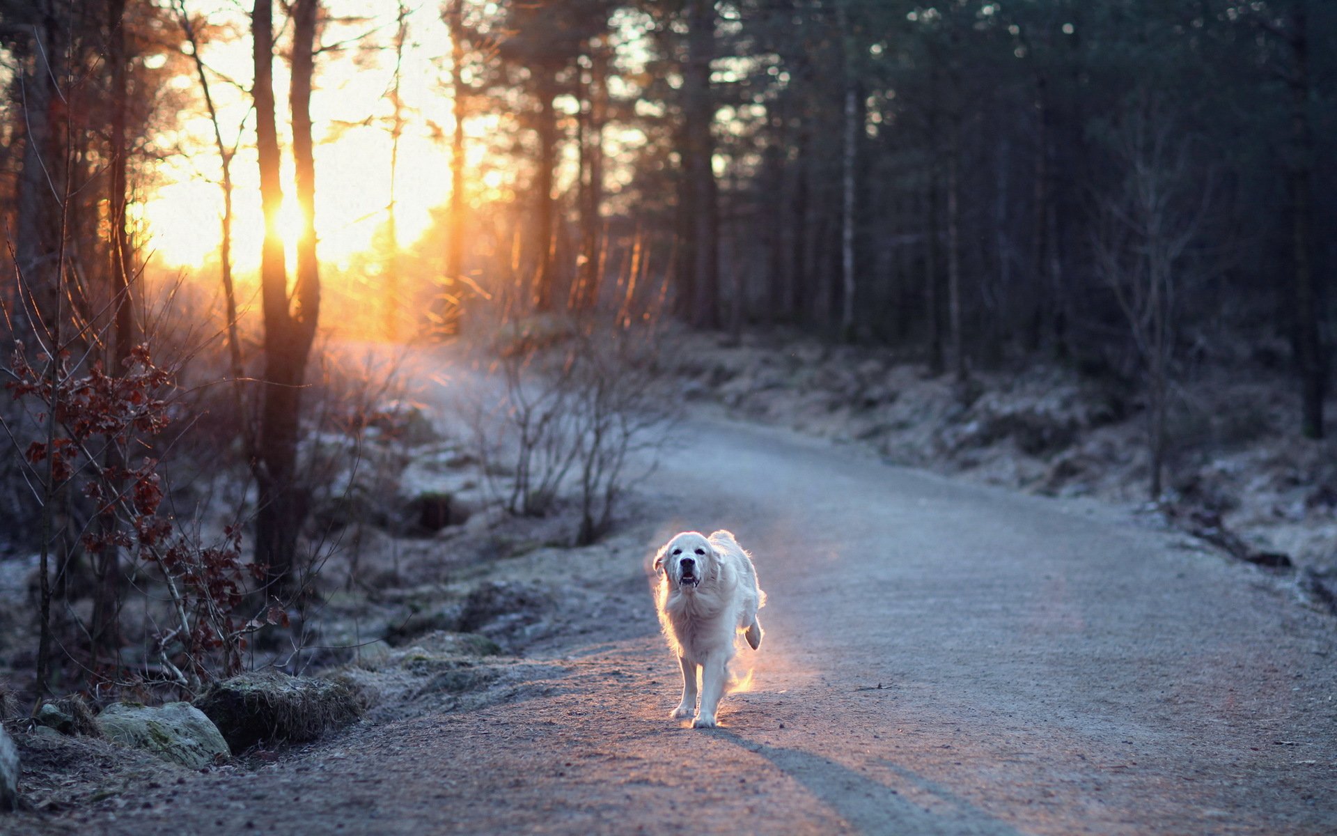 cane strada luce