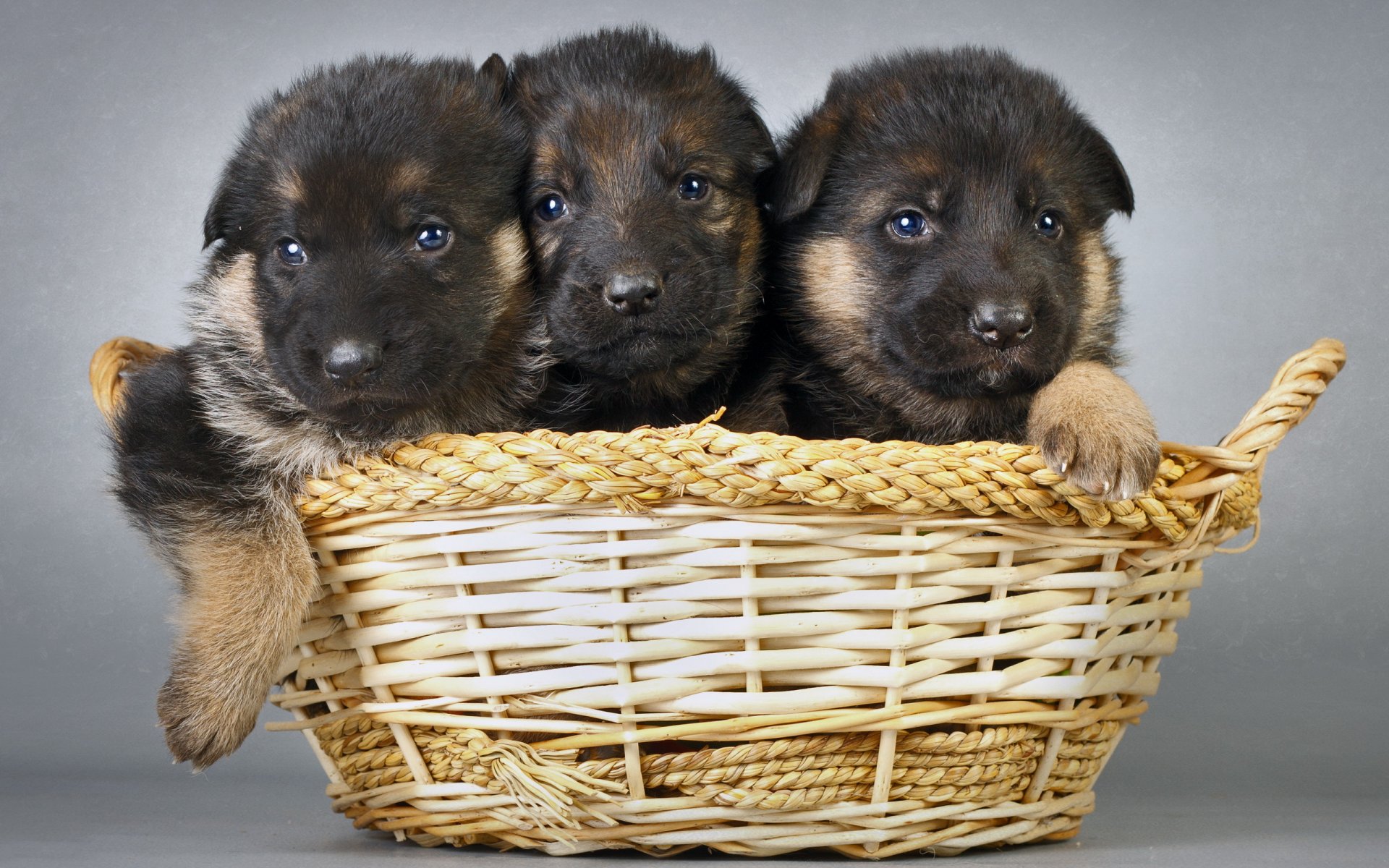 cani cuccioli carrello