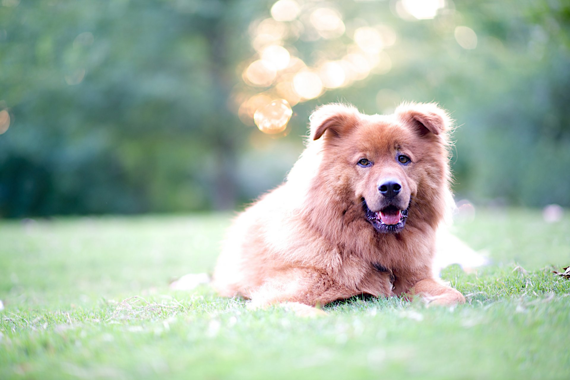 gras hund blick blendung