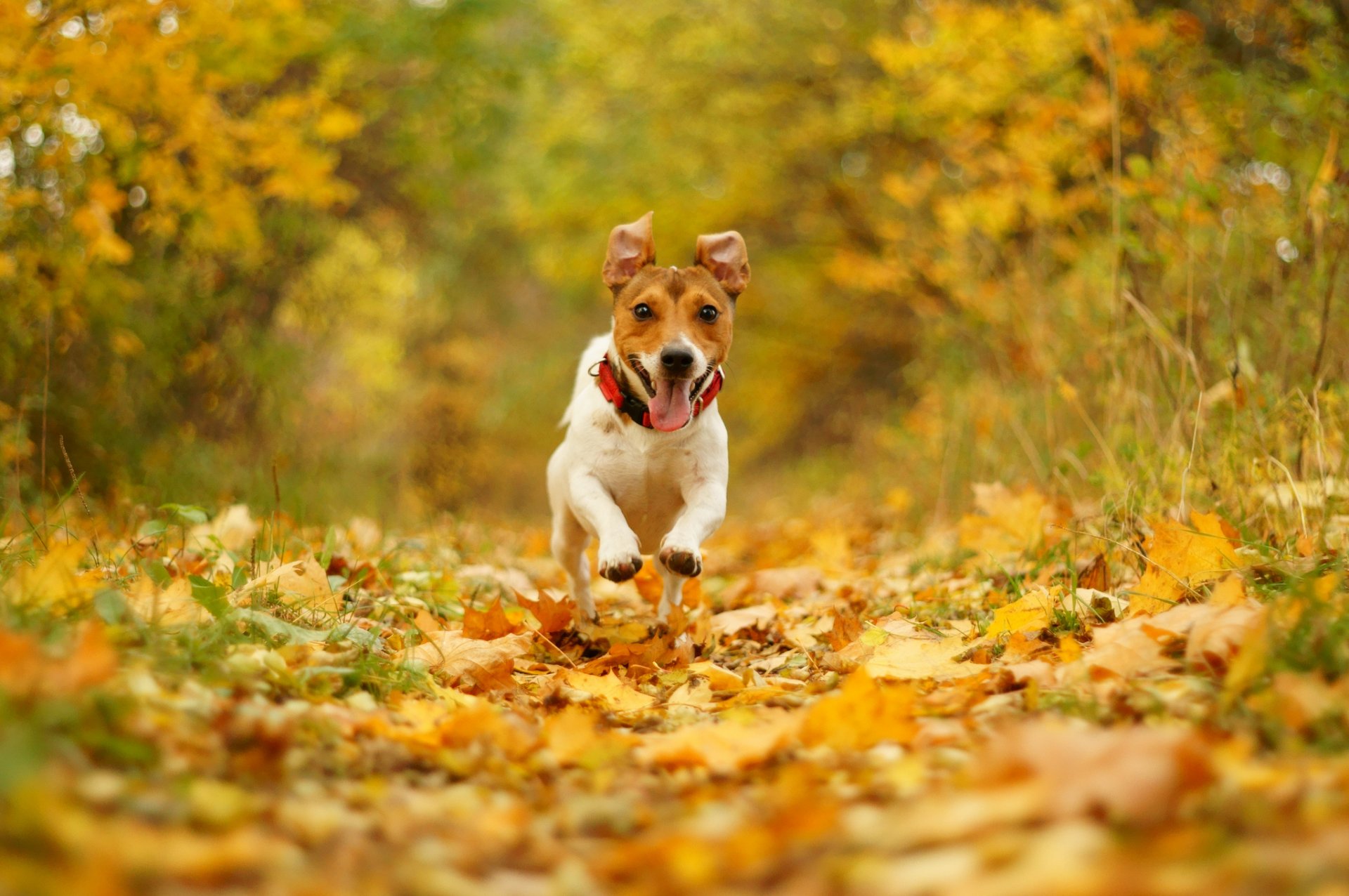 chien course vitesse joie gueule nature automne feuillage bokeh