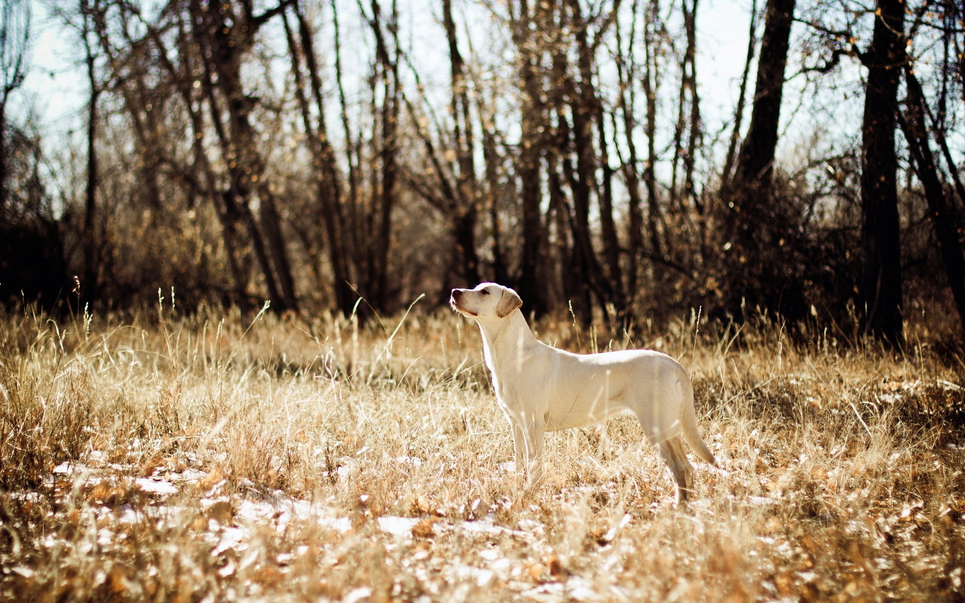 cane campo caccia