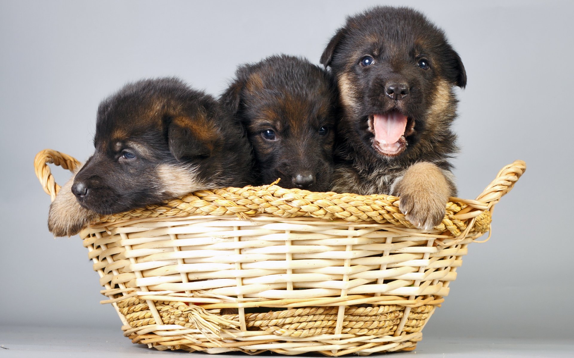 puppies dogs shopping