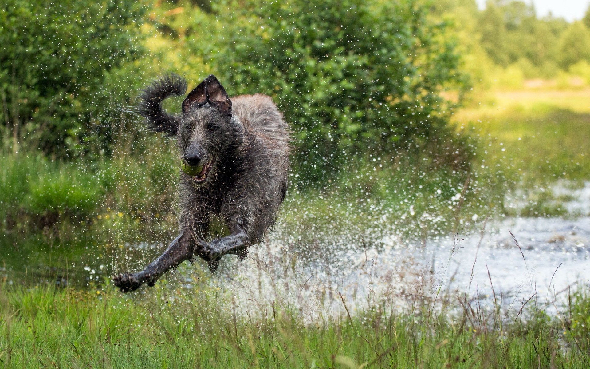 dog running water spray