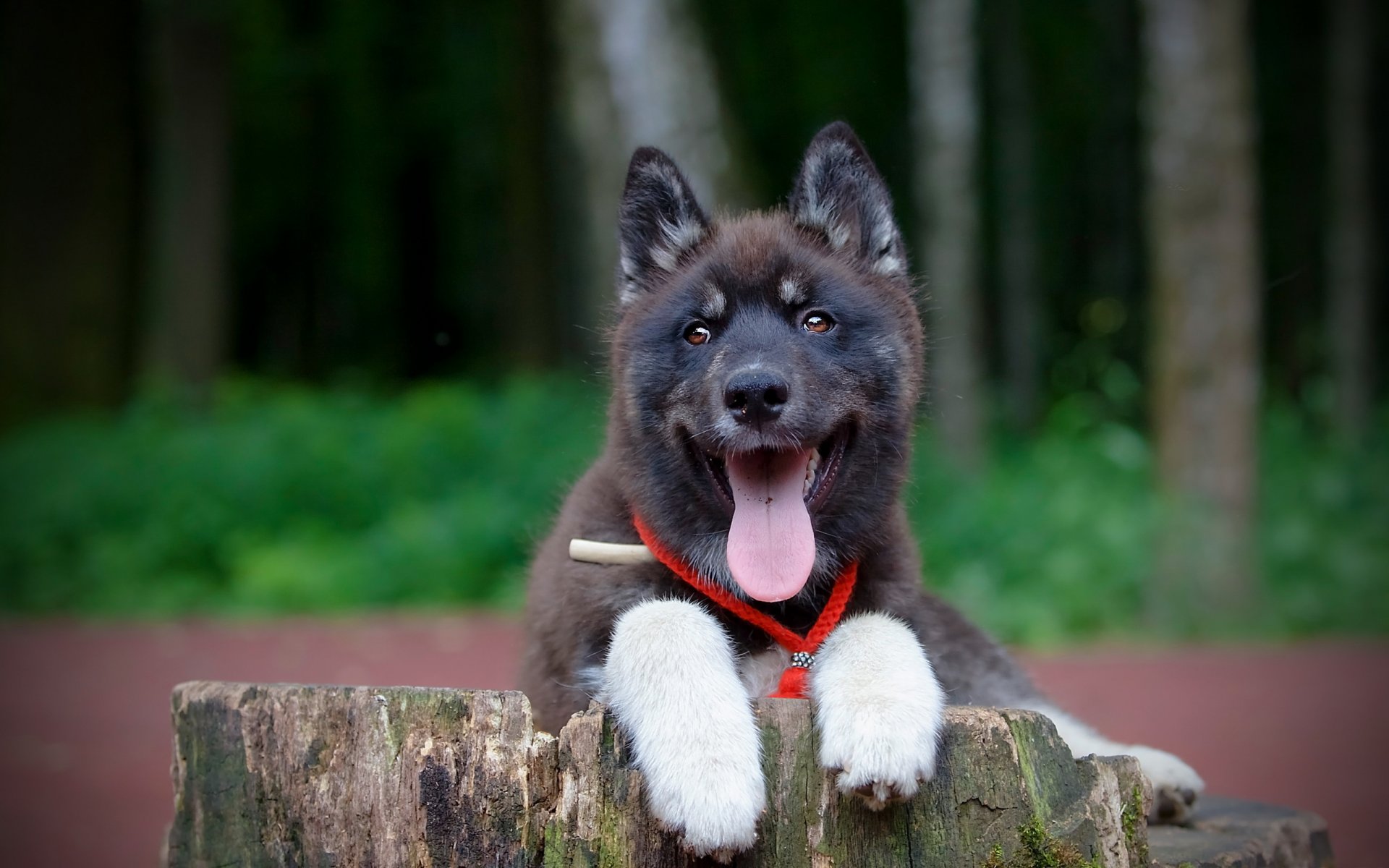 perro amigo mirada