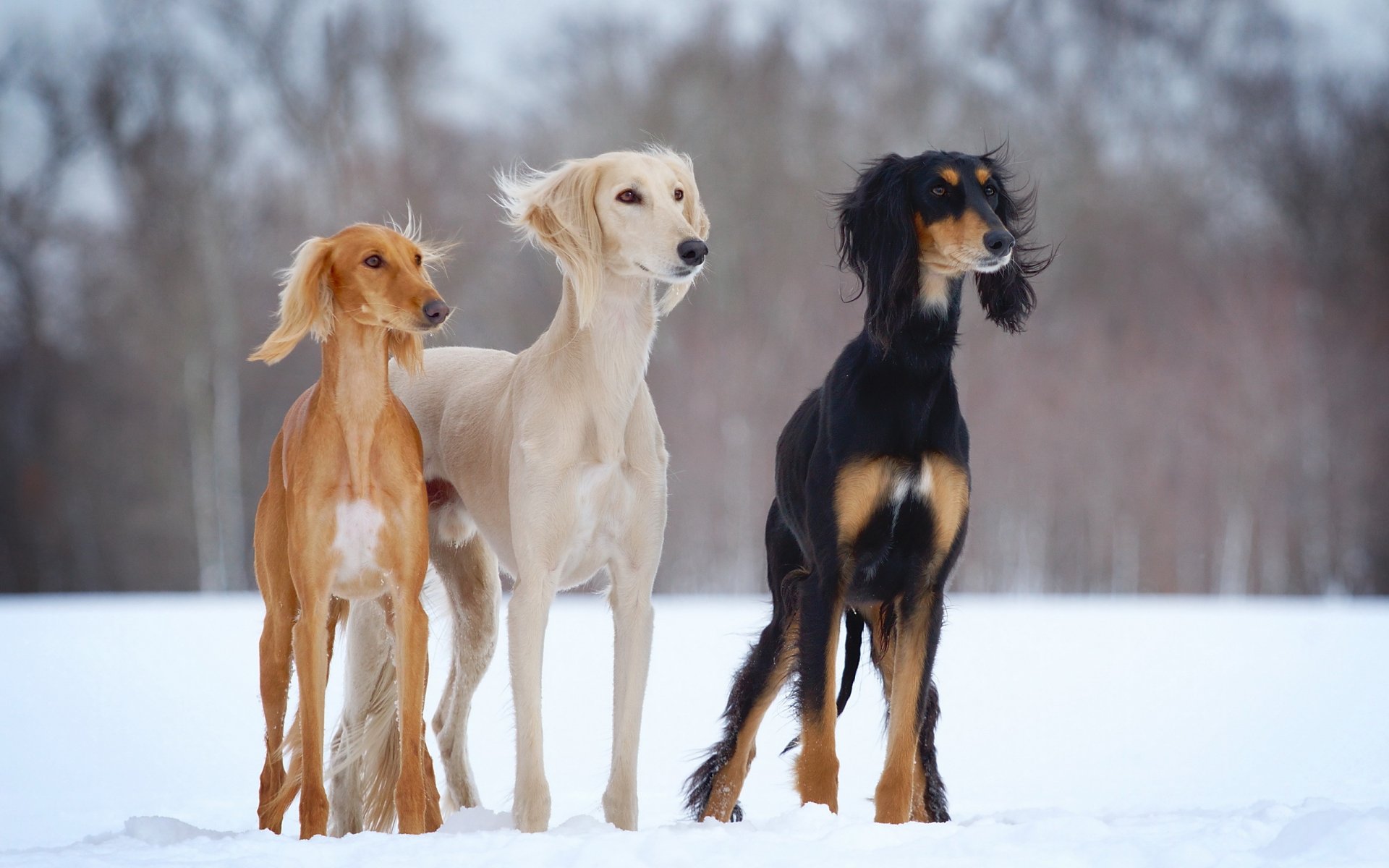 dogs-h open-air slider winter saluki snow dog