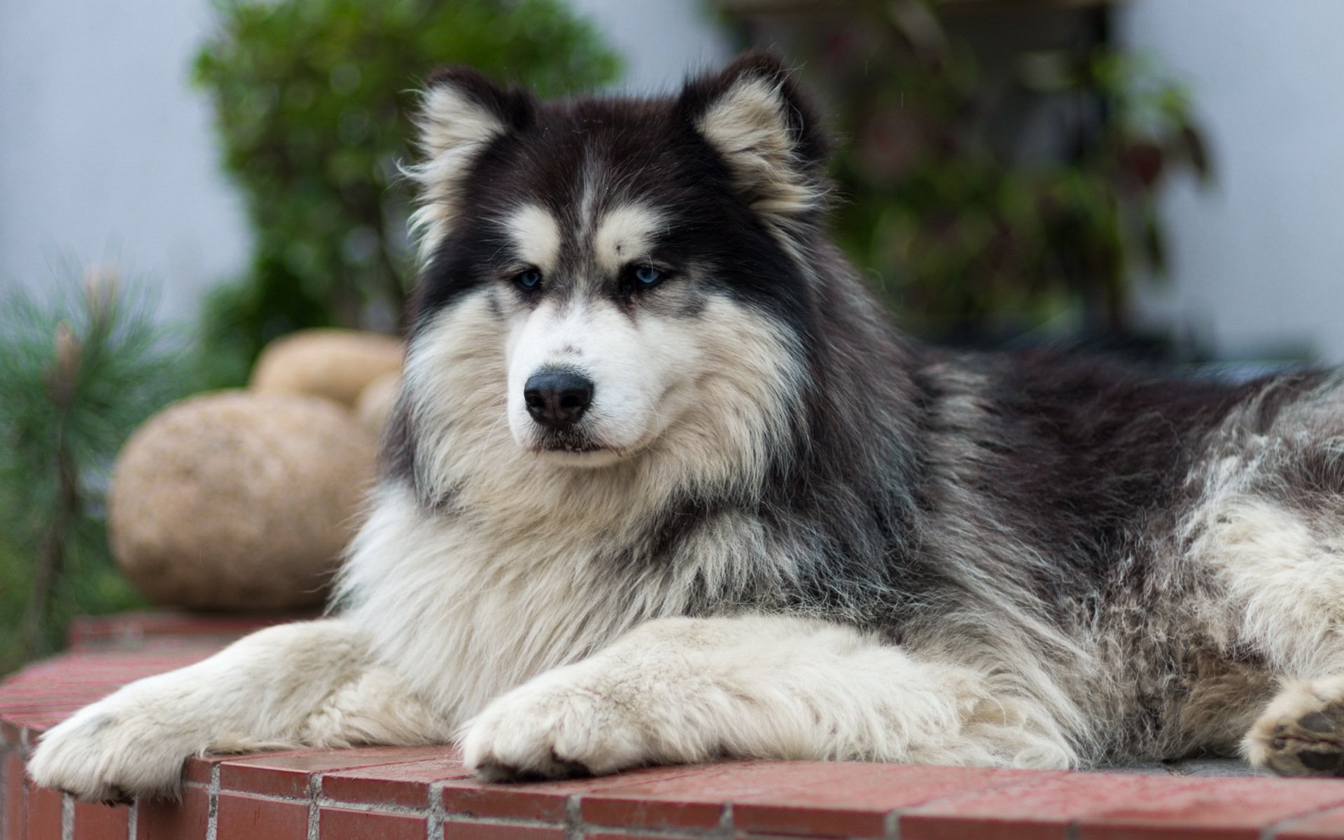 perro amigo mirada