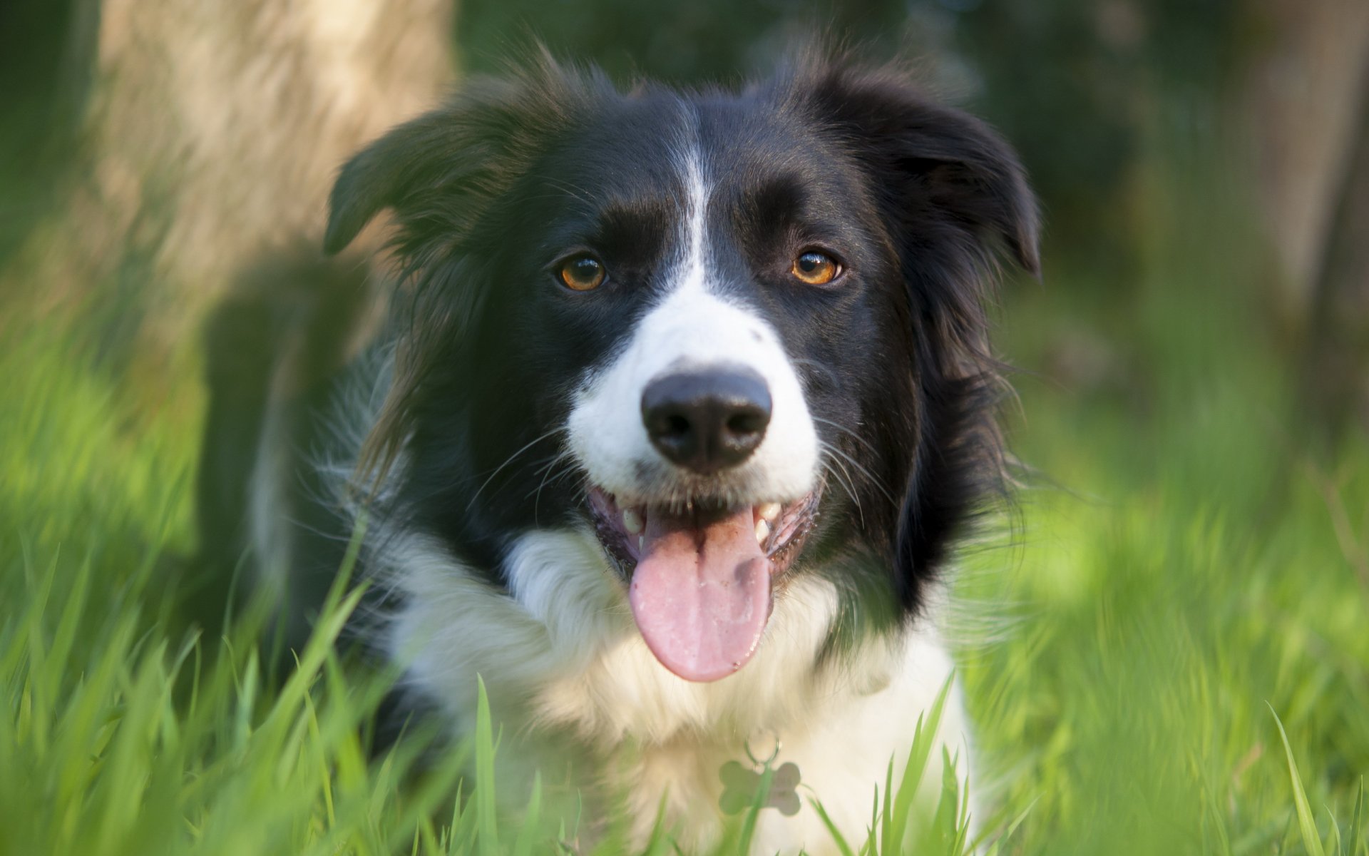 cane amico natura