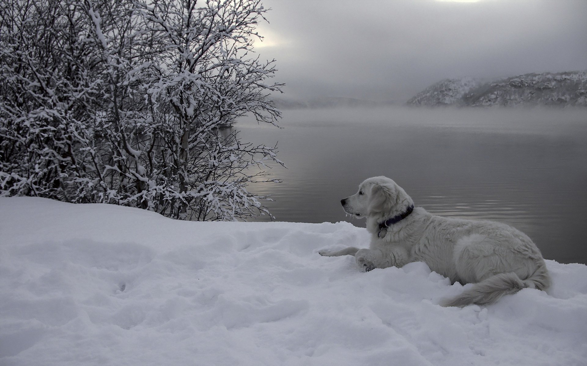 chien ami rivière neige