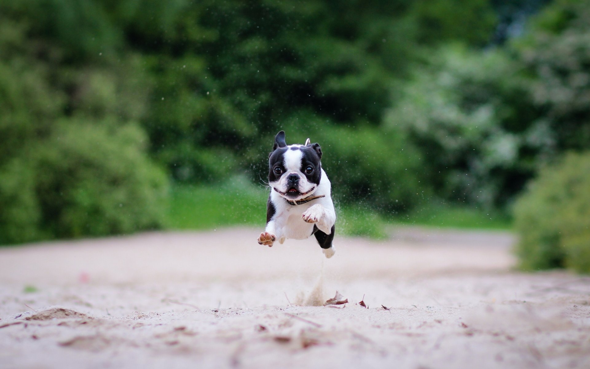 boston terrier running sand