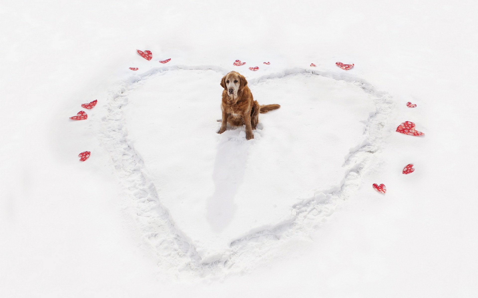 perro corazón invierno