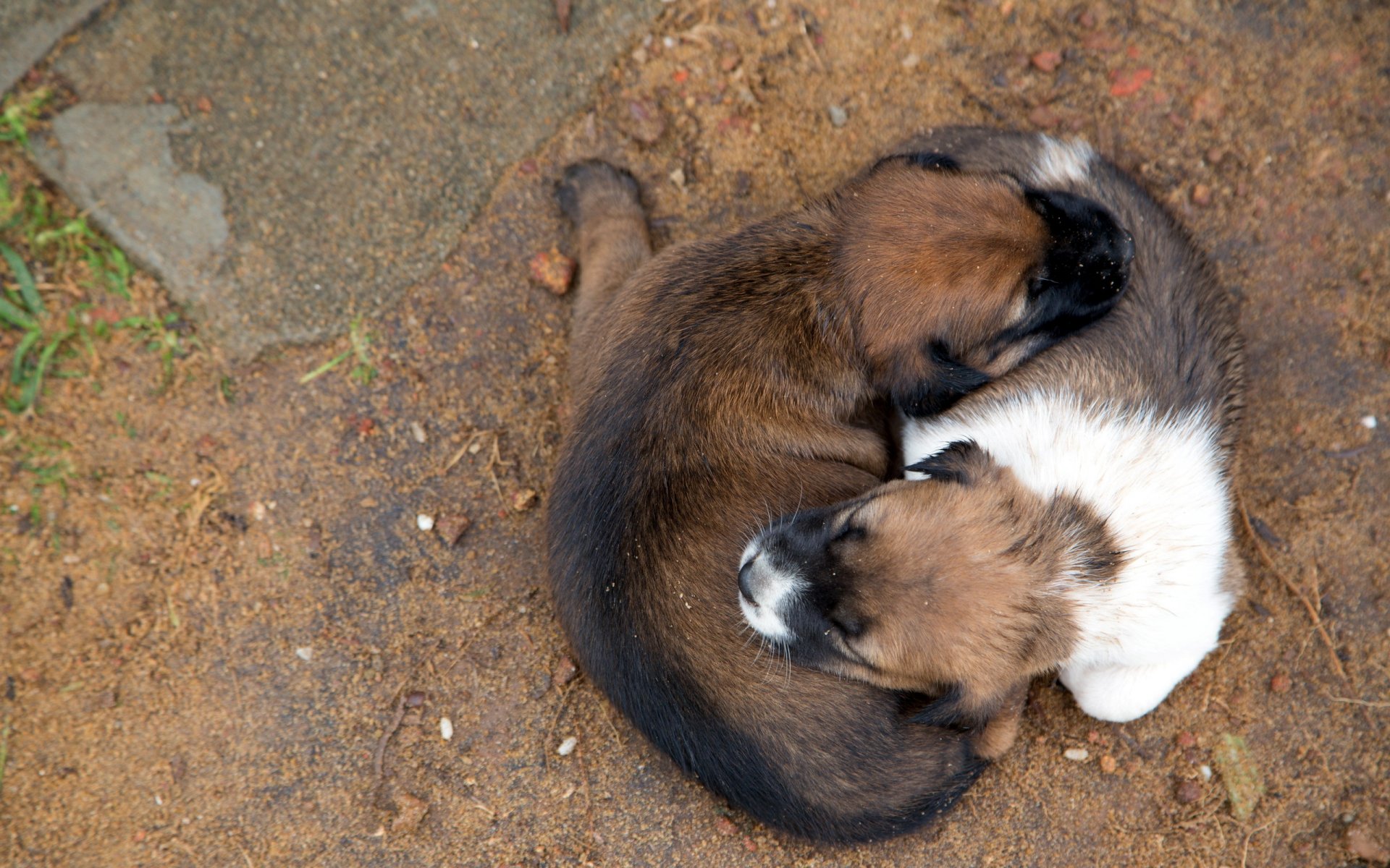 perros cachorros fondo