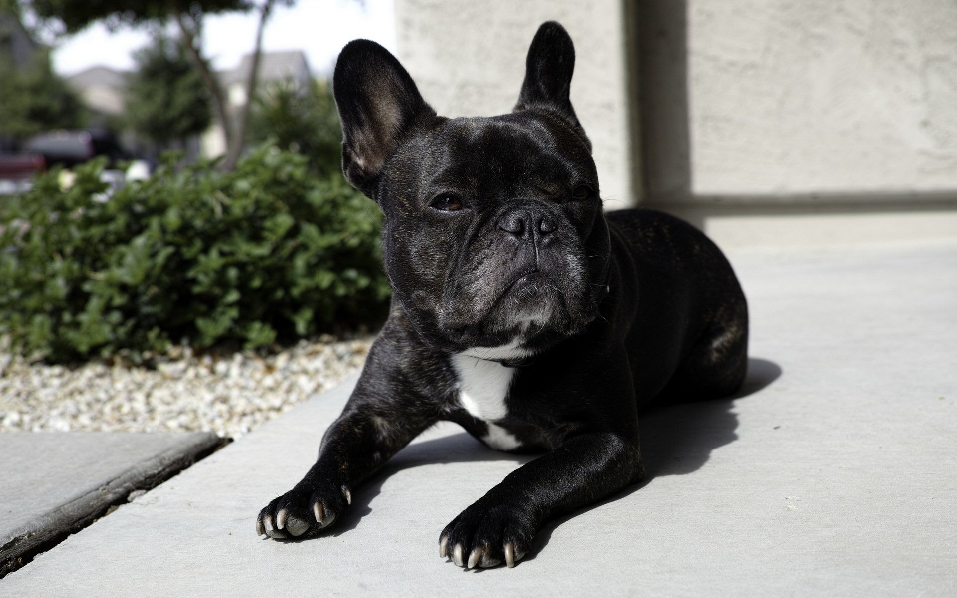 bulldogge hund freund