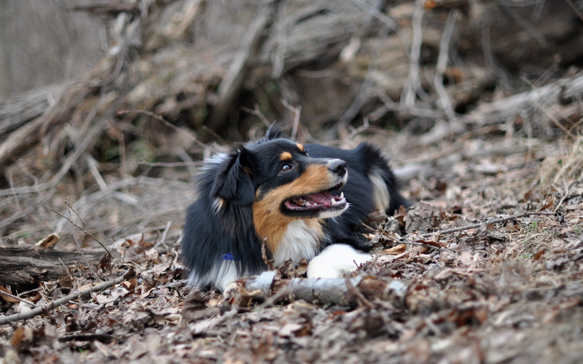 chien ami nature