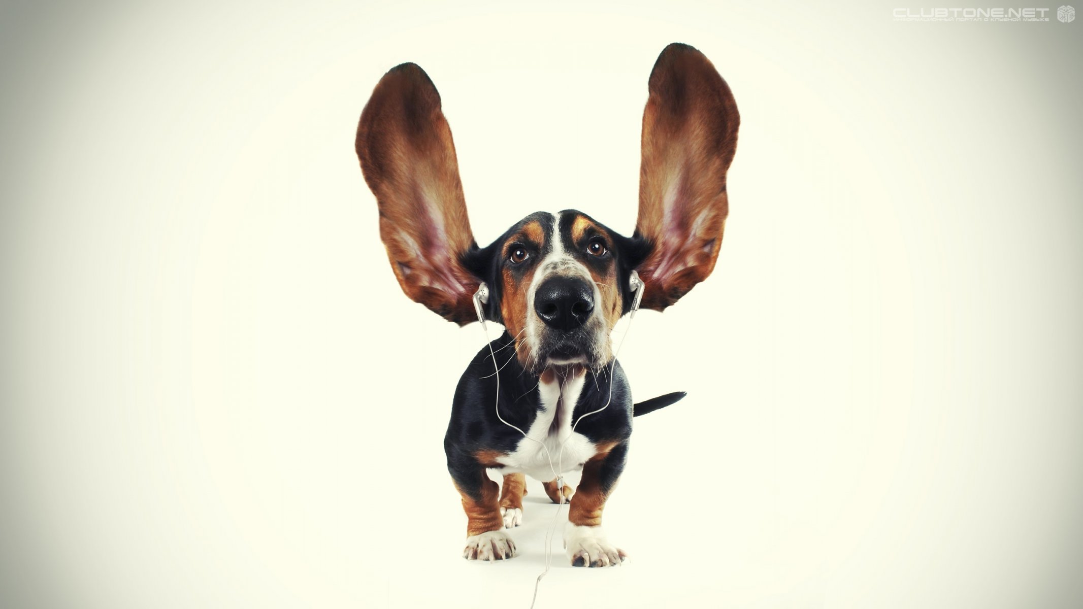 dog ears headphone