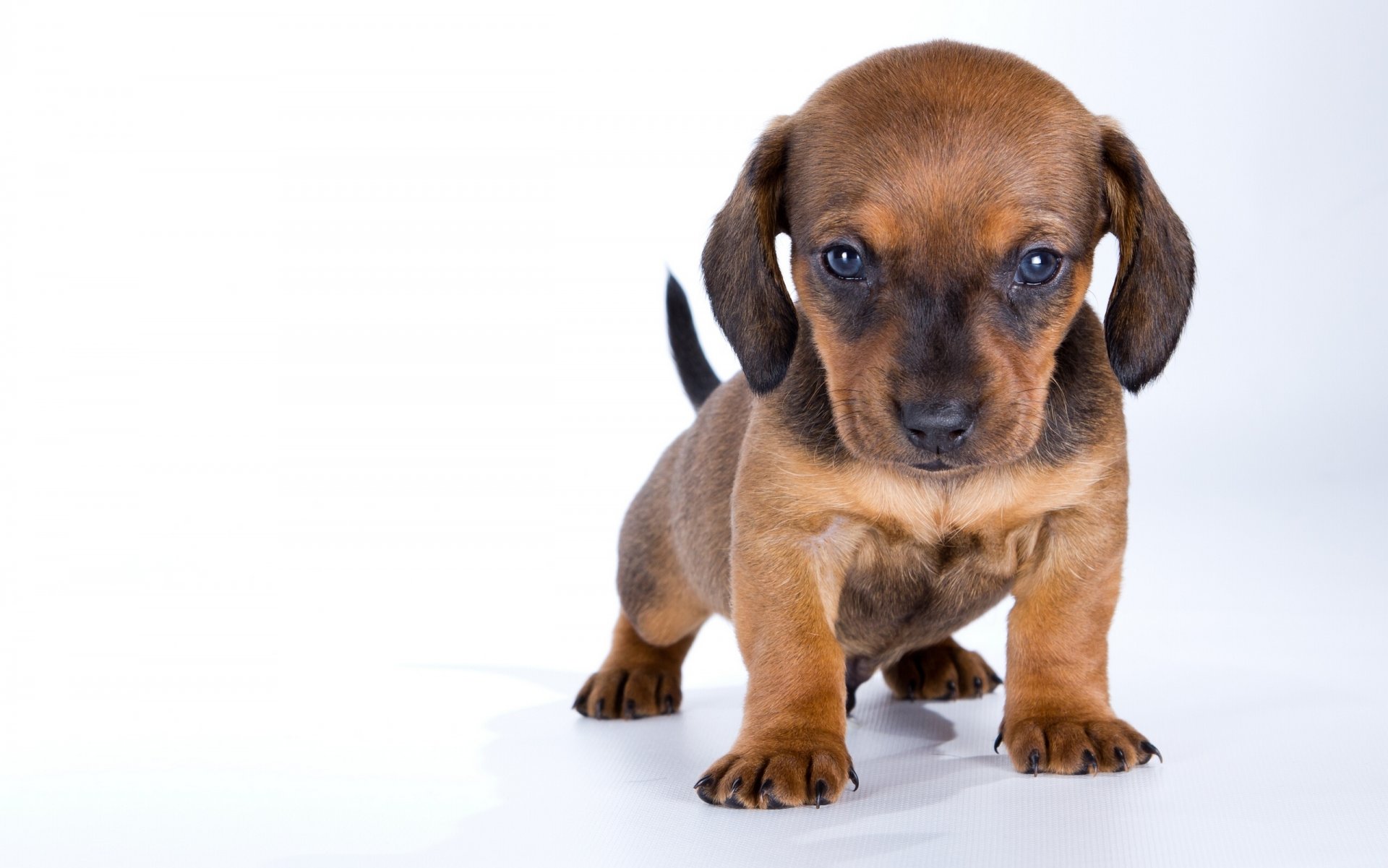 cachorro dachshund bebé