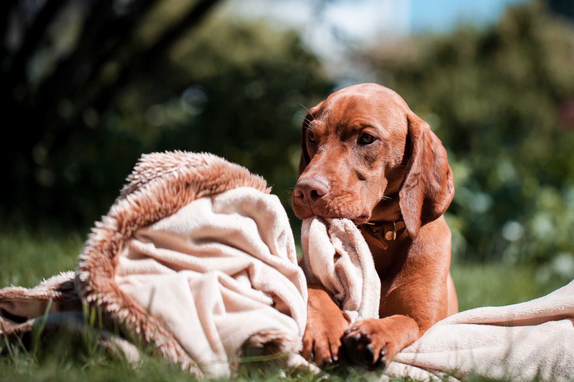 dog rock vizsla view grass plaid