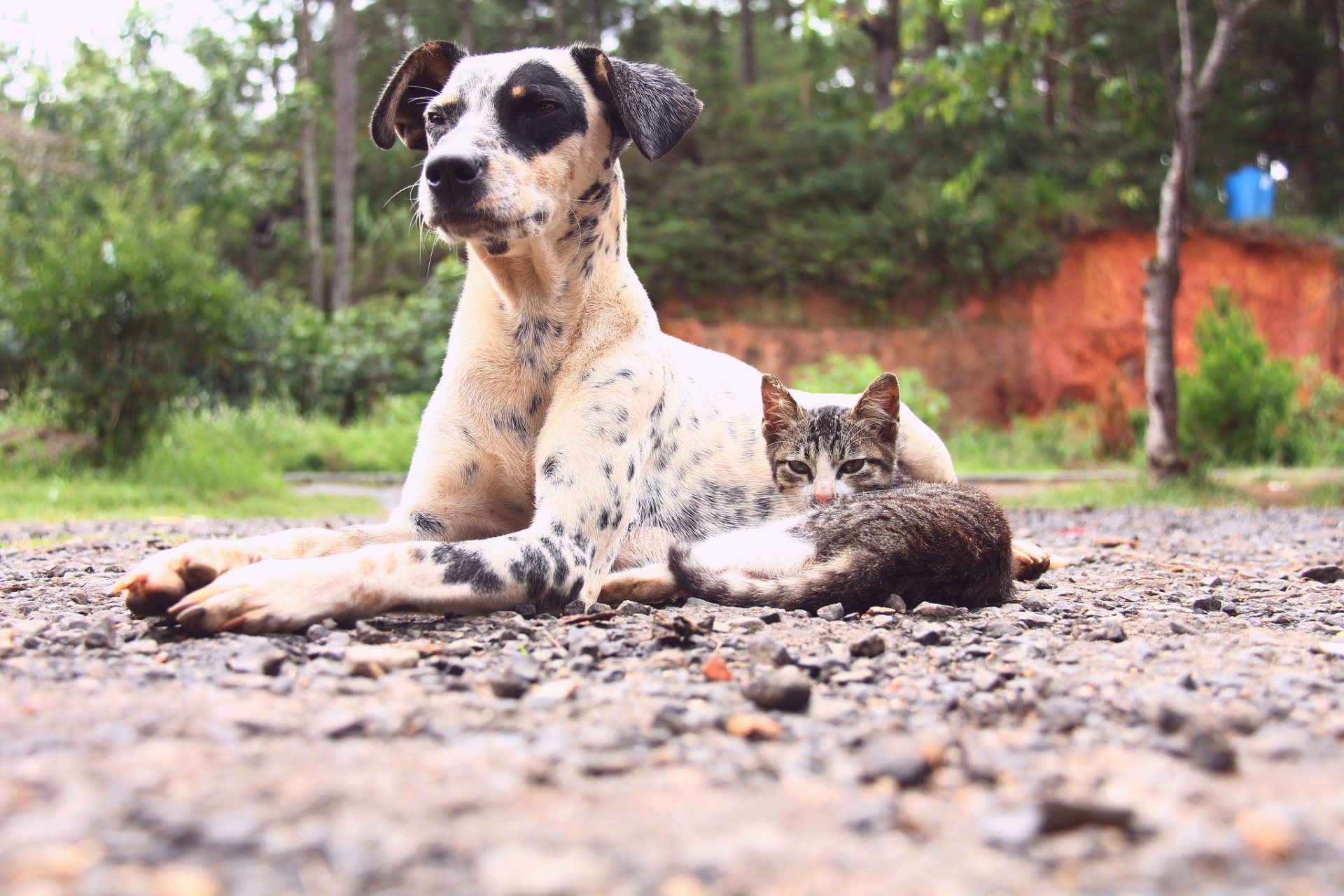 perro gato amigos