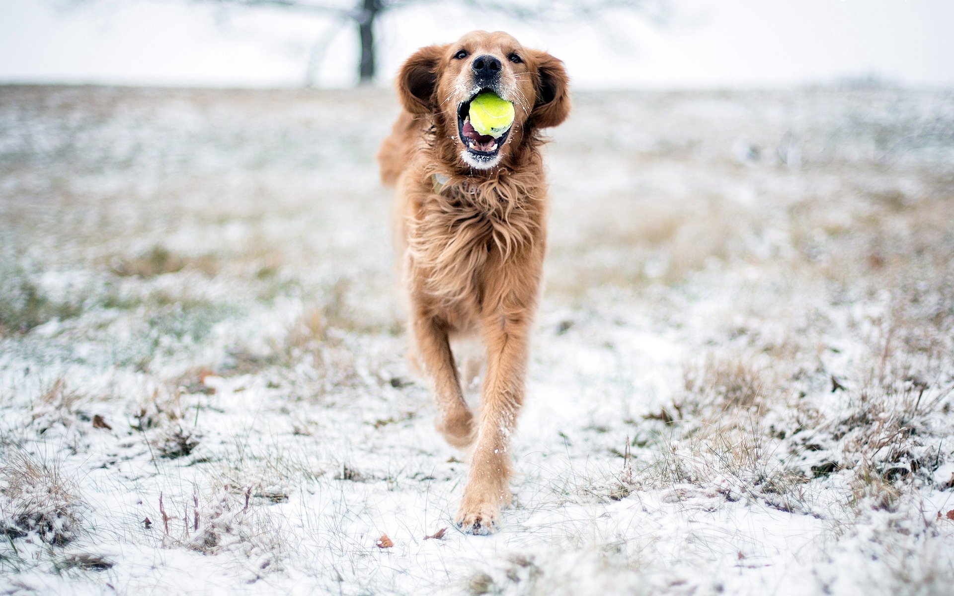 chien jeu neige