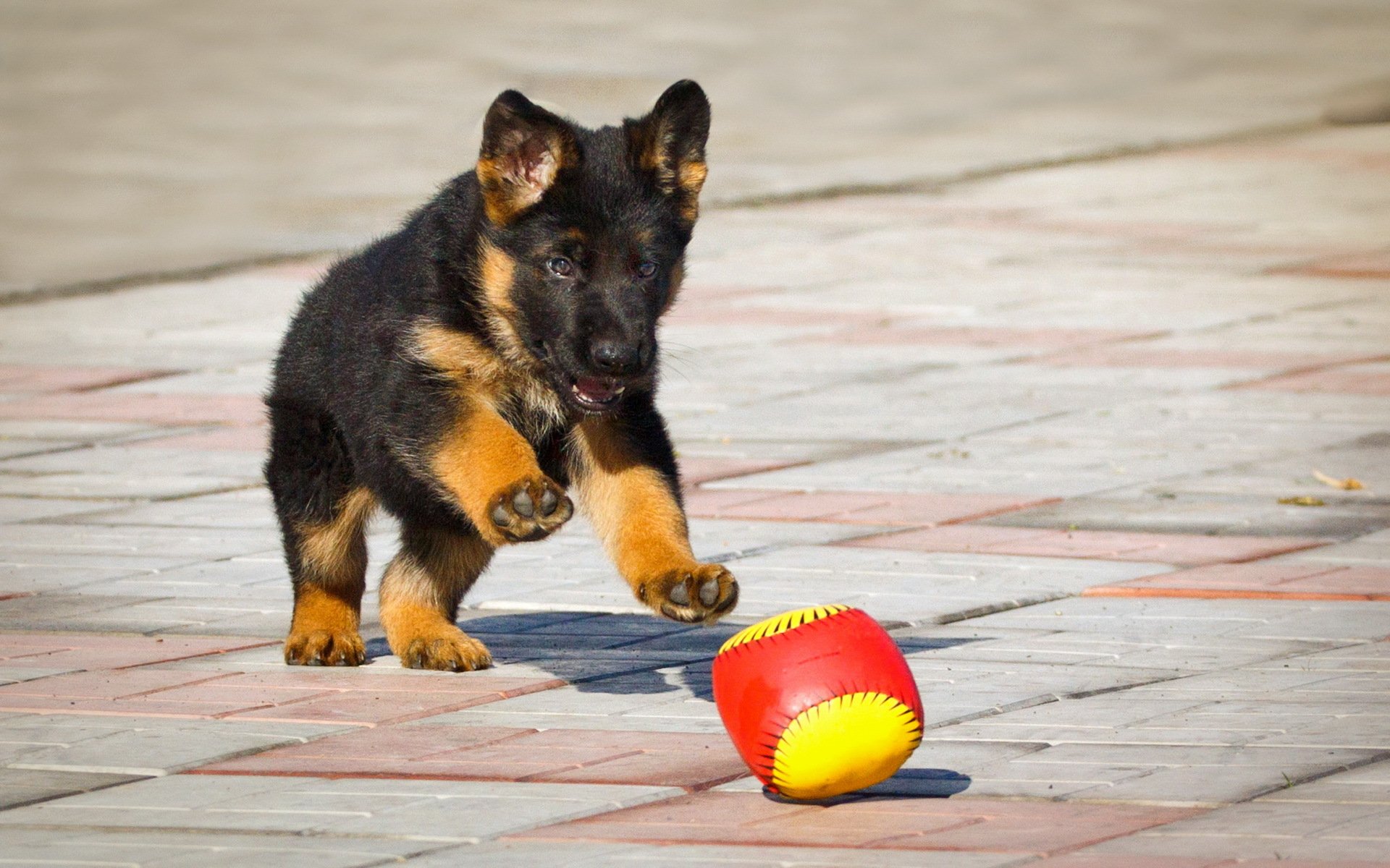 german shepherd puppy ball