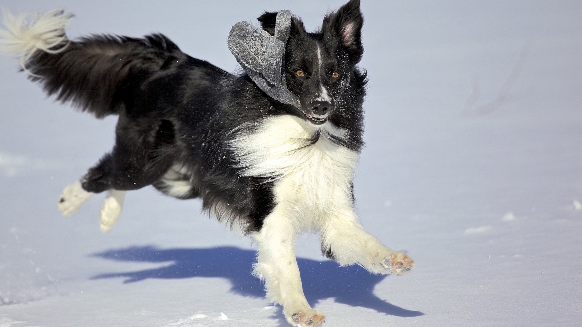 chien hiver neige varyushka jeu