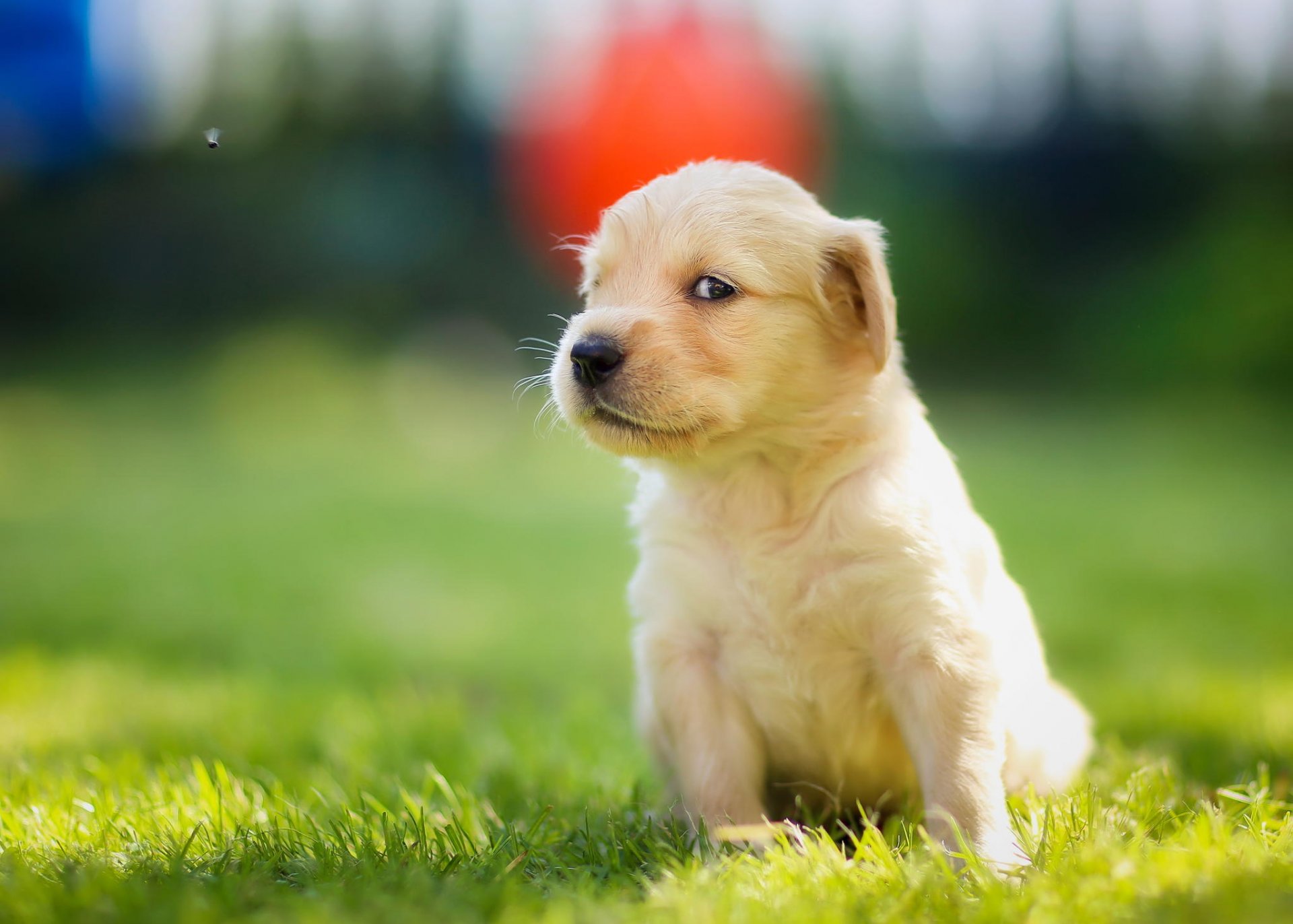 welpe schnauze blick golden retriever fliege