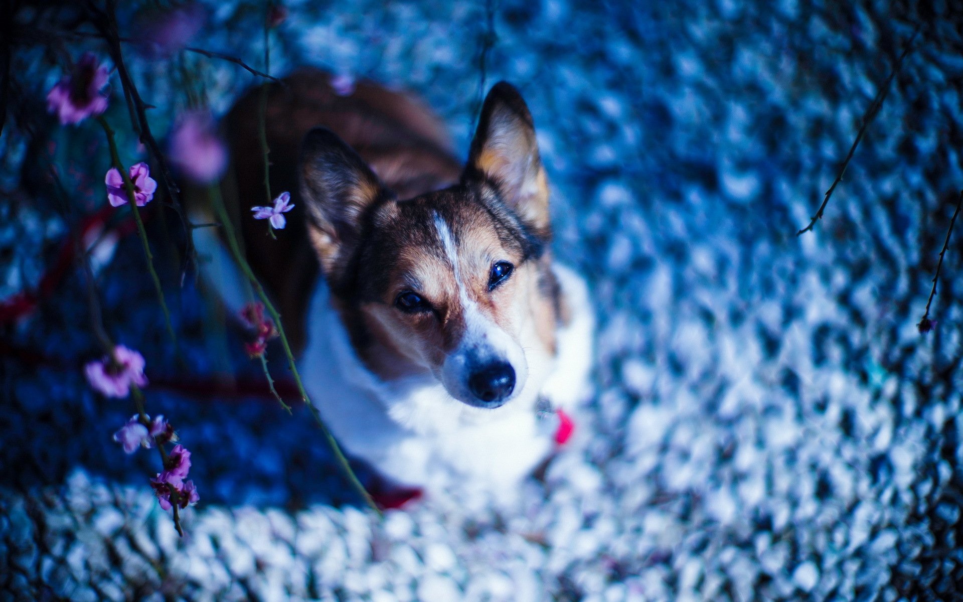 hund blick hintergrund