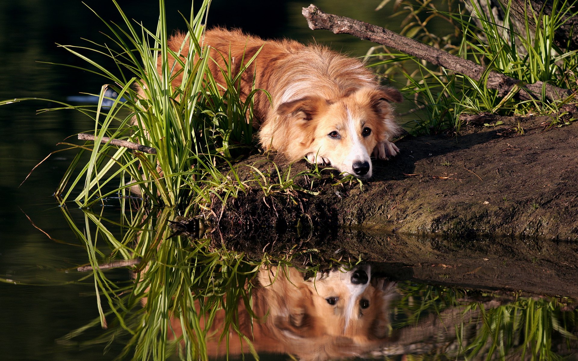 open-air border collie dawn