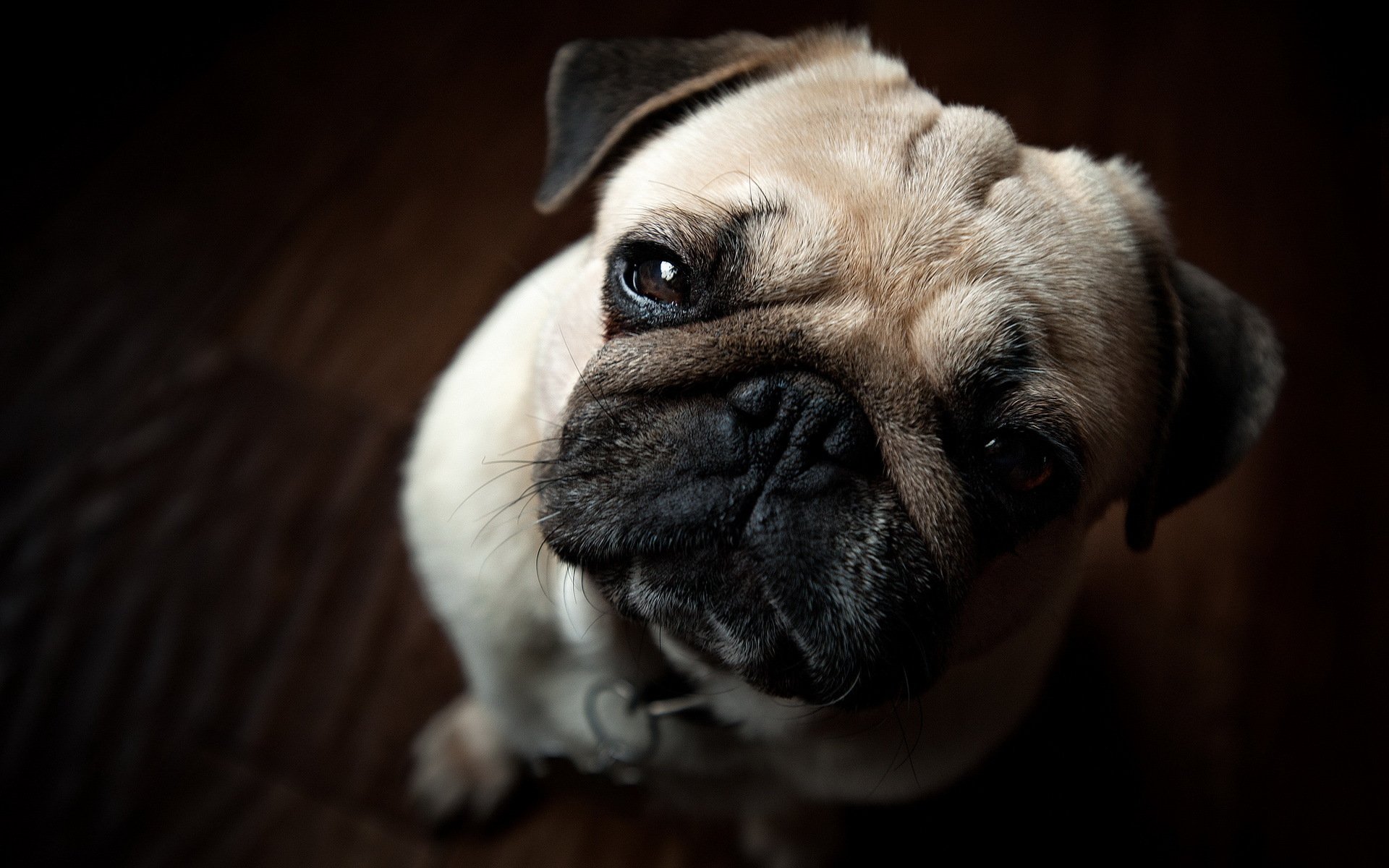 cane carlino sguardo