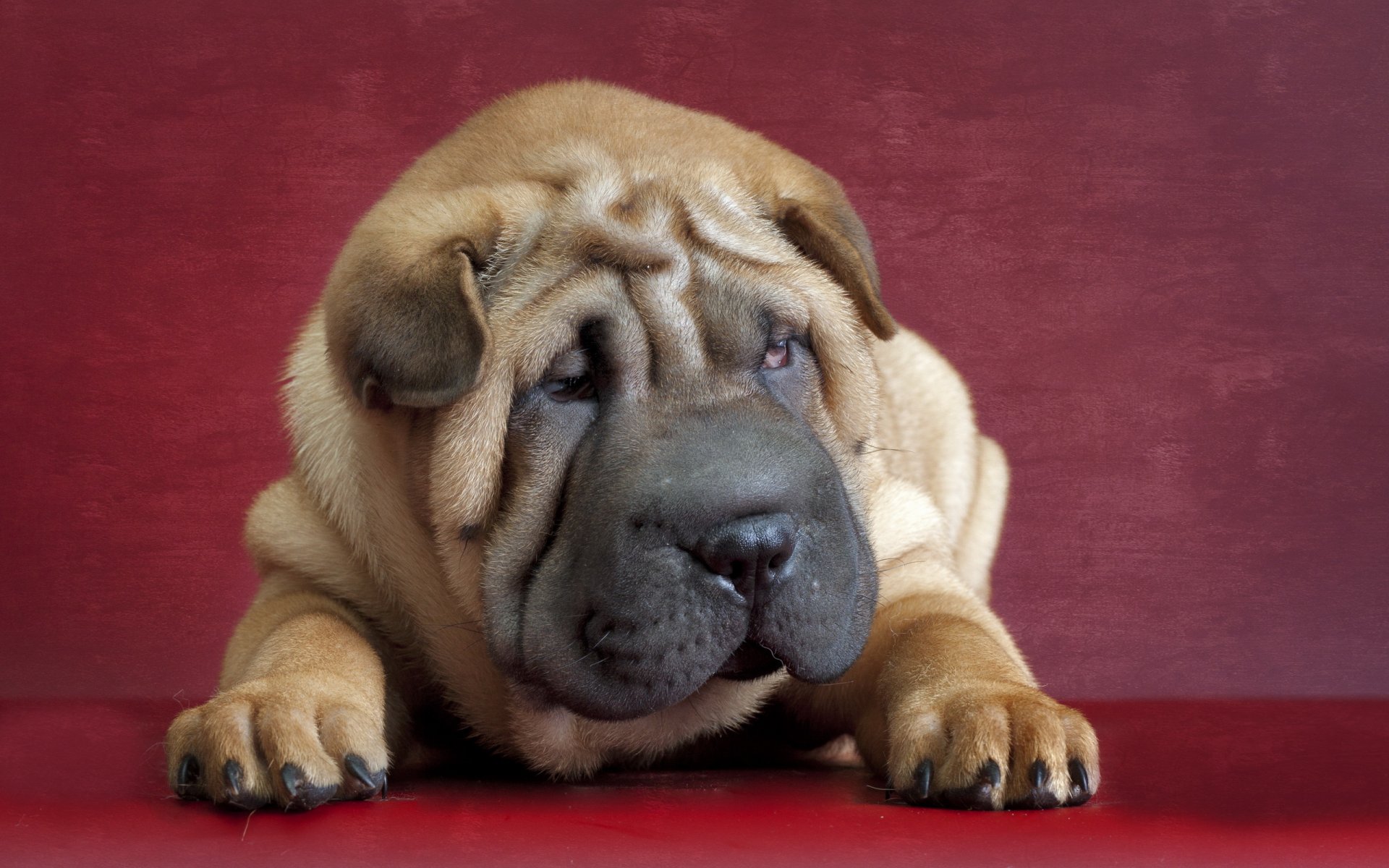 sharpei pies przyjaciel