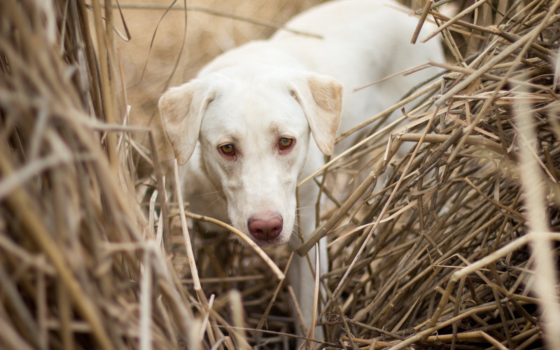 chien champ fond