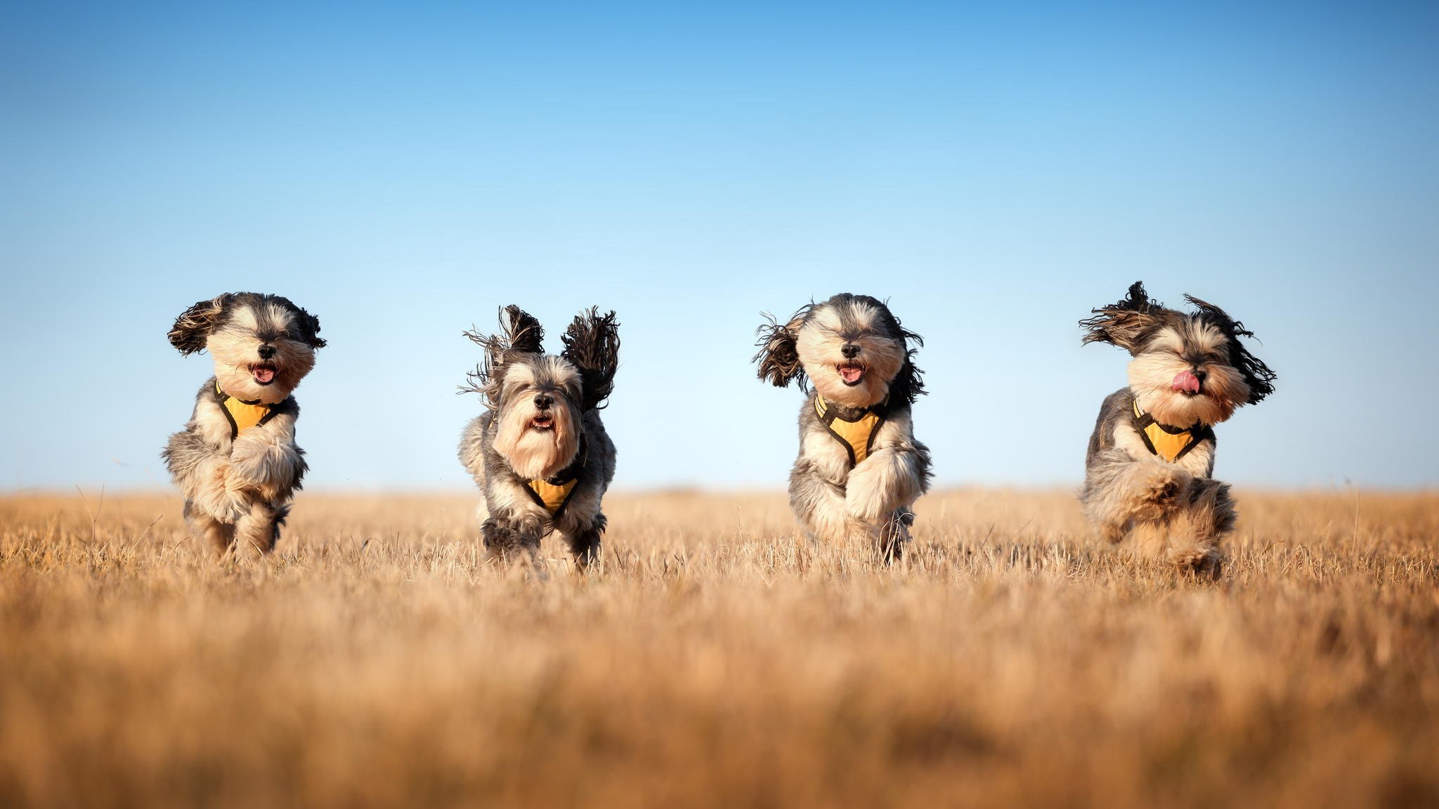 mushketeers hunde feld laufen