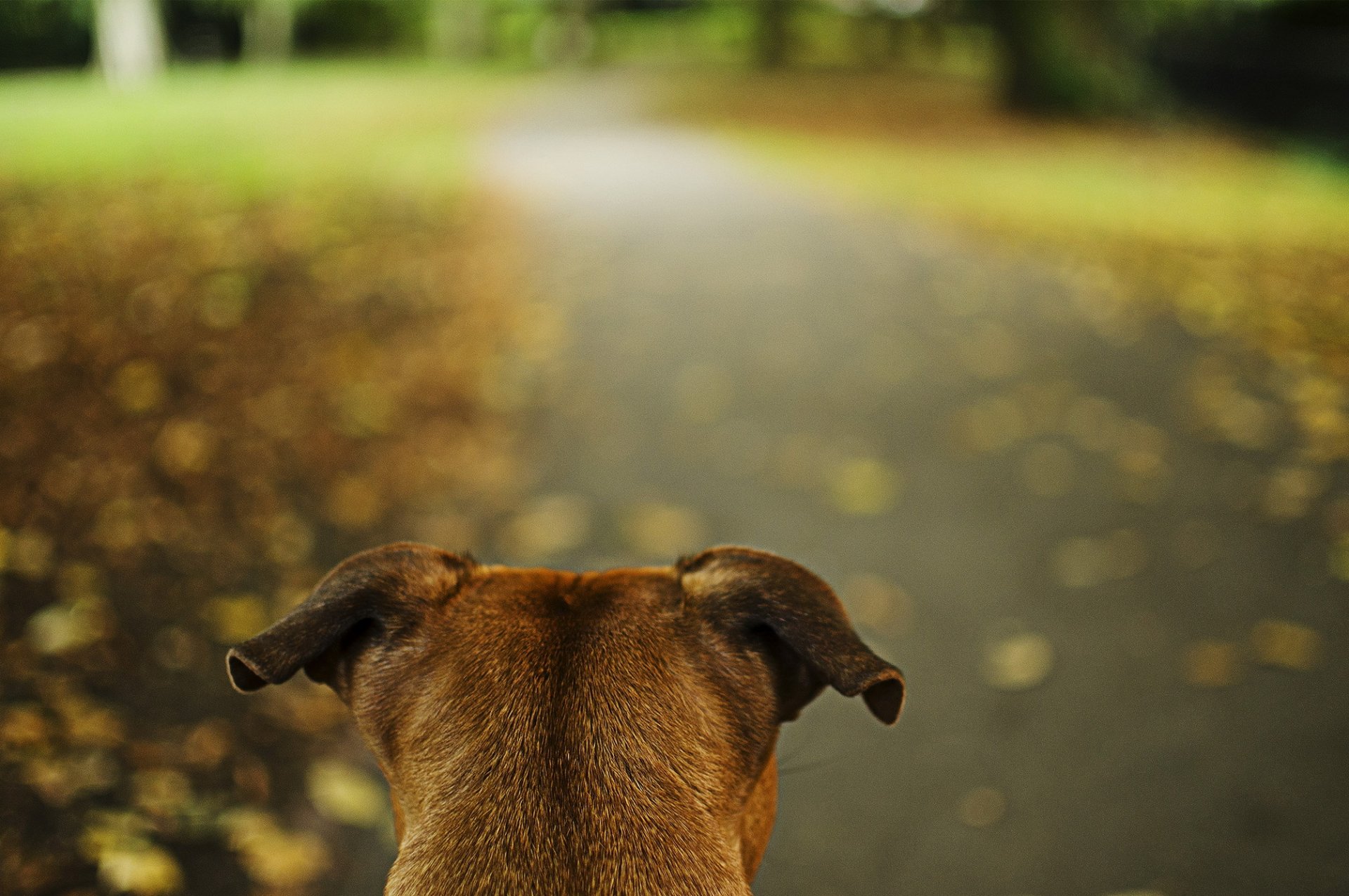 parc route chien oreilles alerte