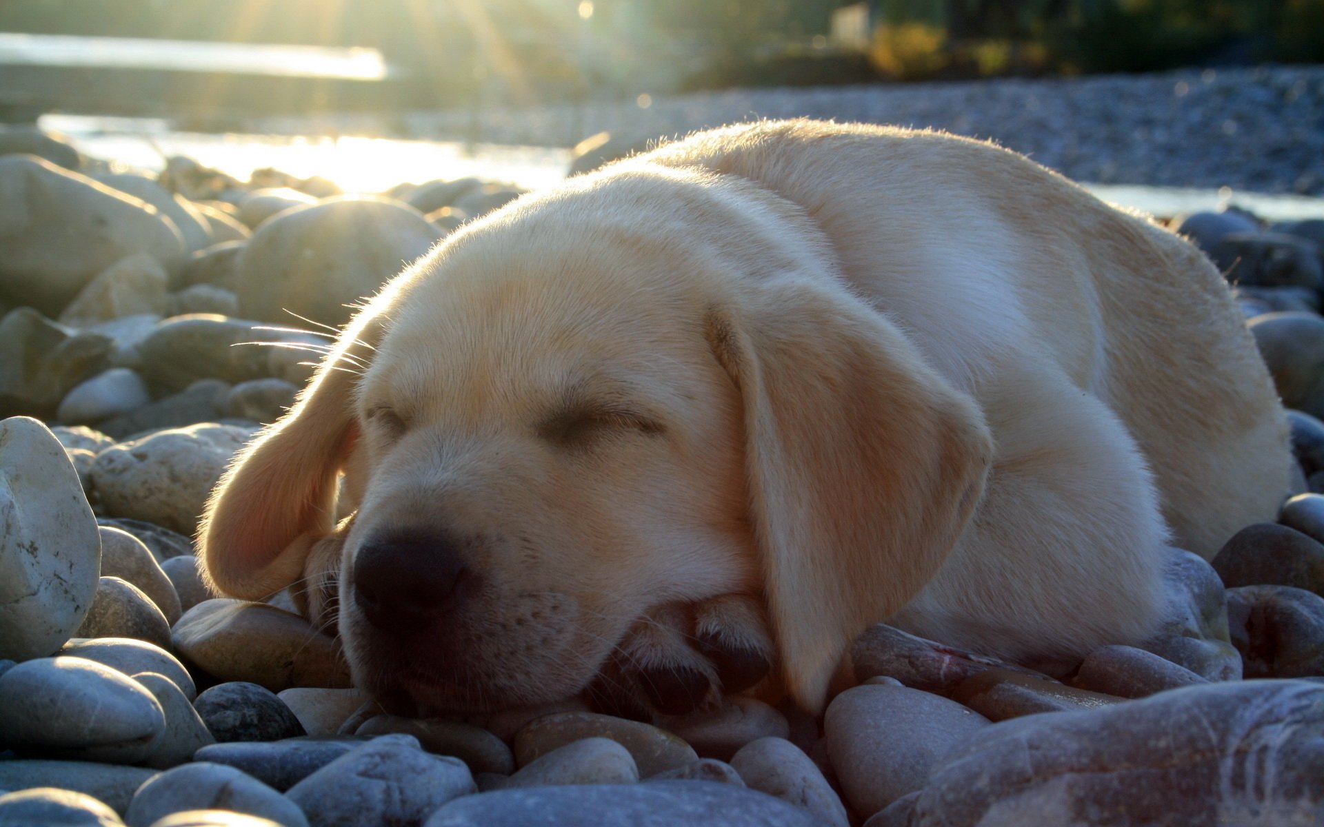 labrador durmiendo lindo cachorro piedras luz