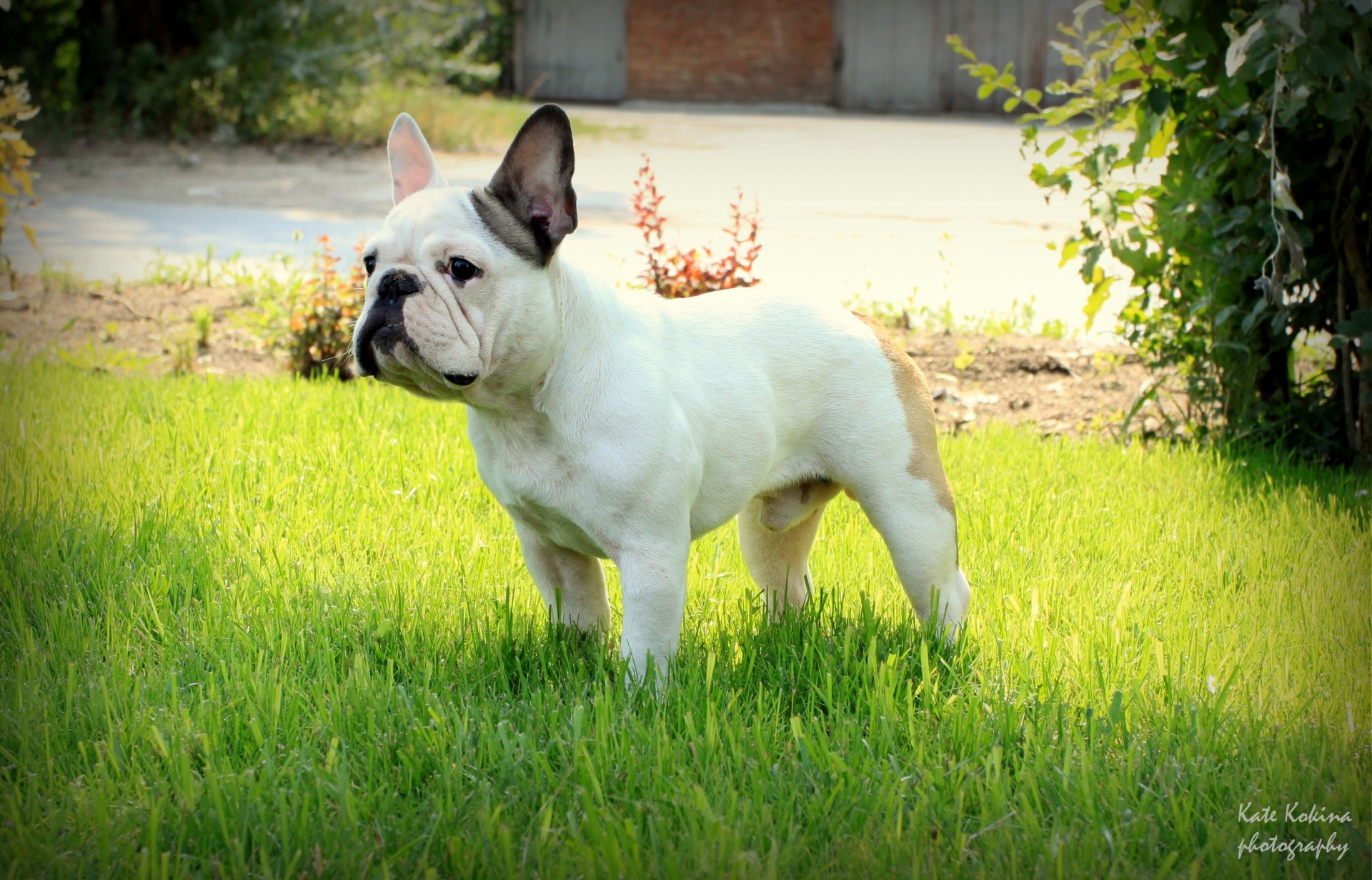 french bulldog grass front