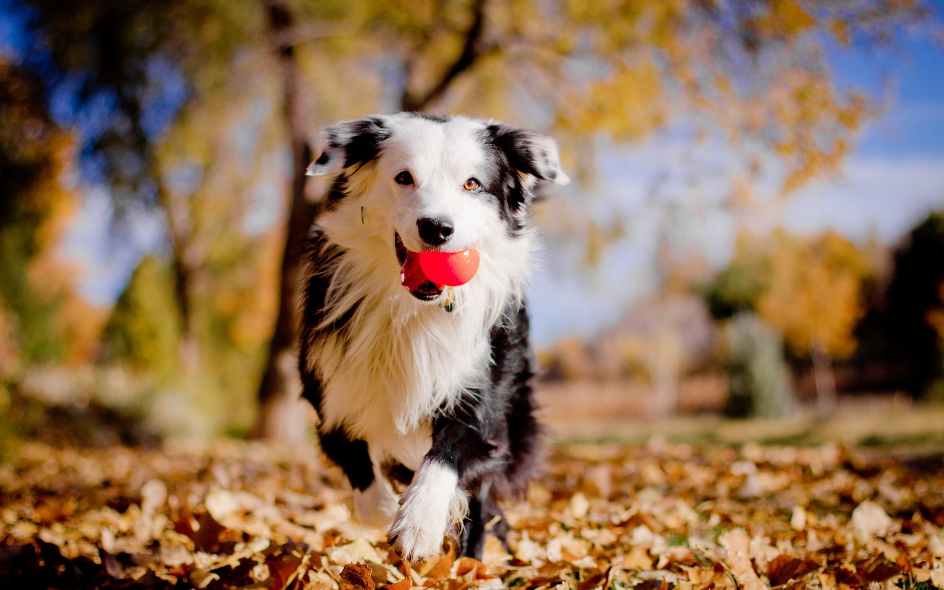 dog ball autumn