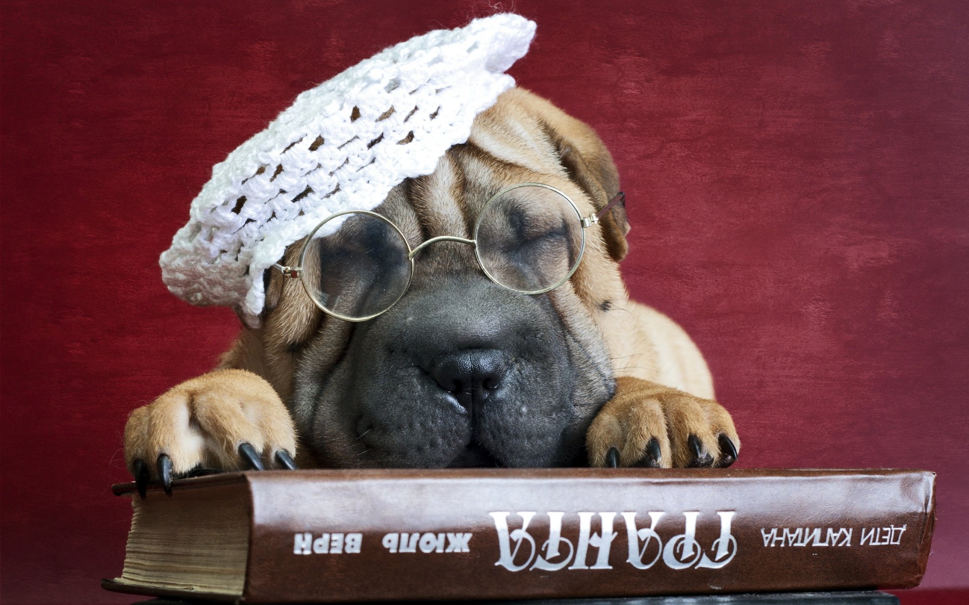 sharpei perro amigo libro gafas