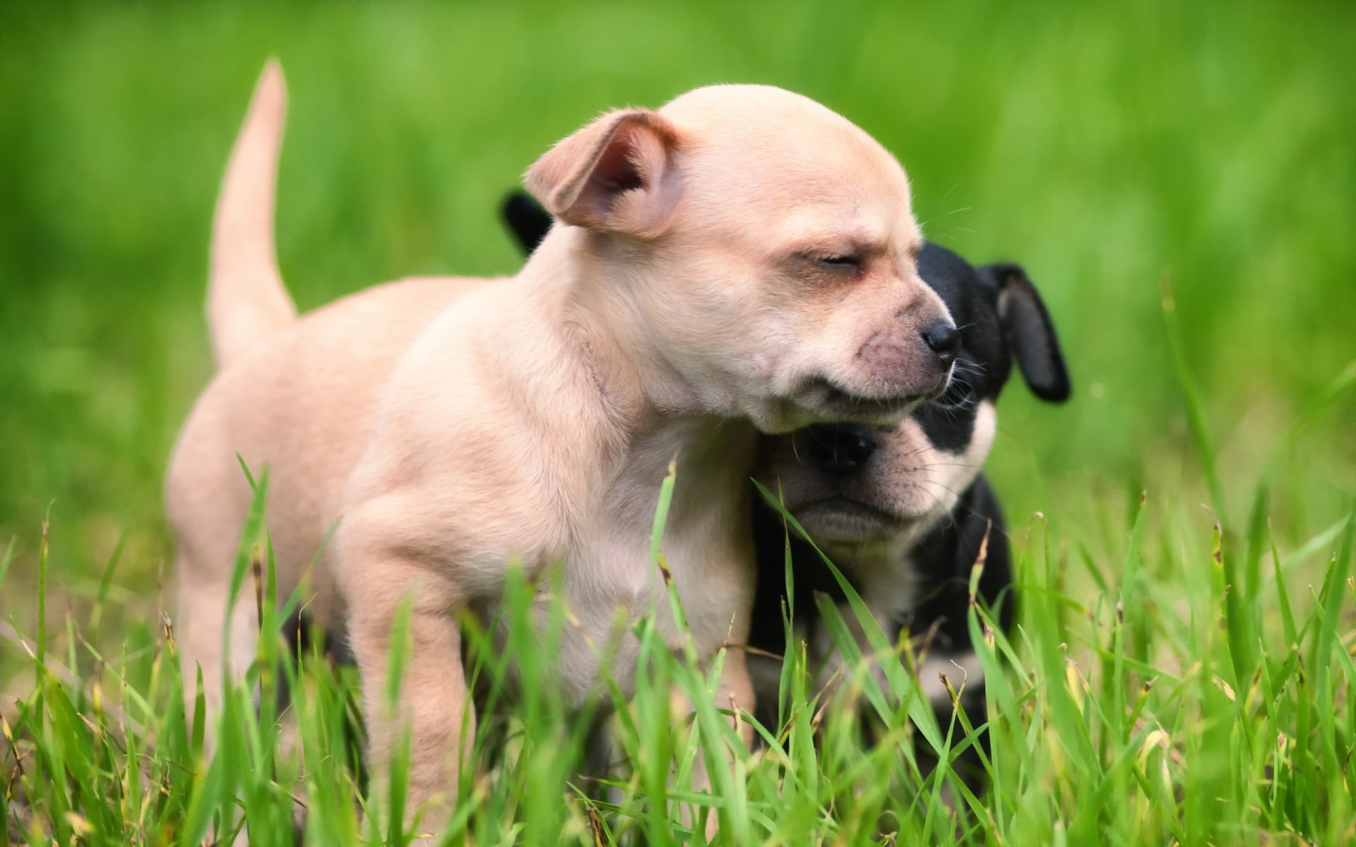 perros cachorros luz