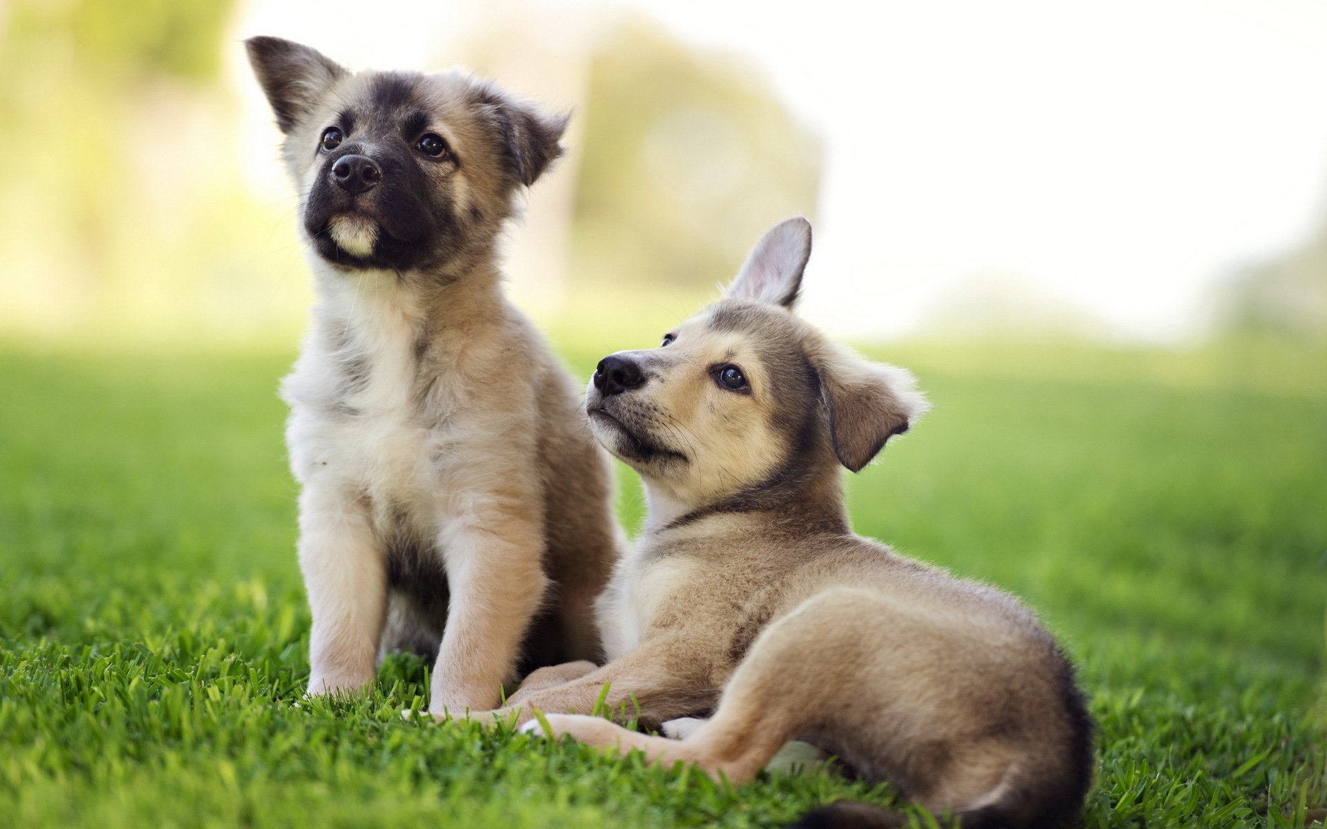 perros cachorros verano