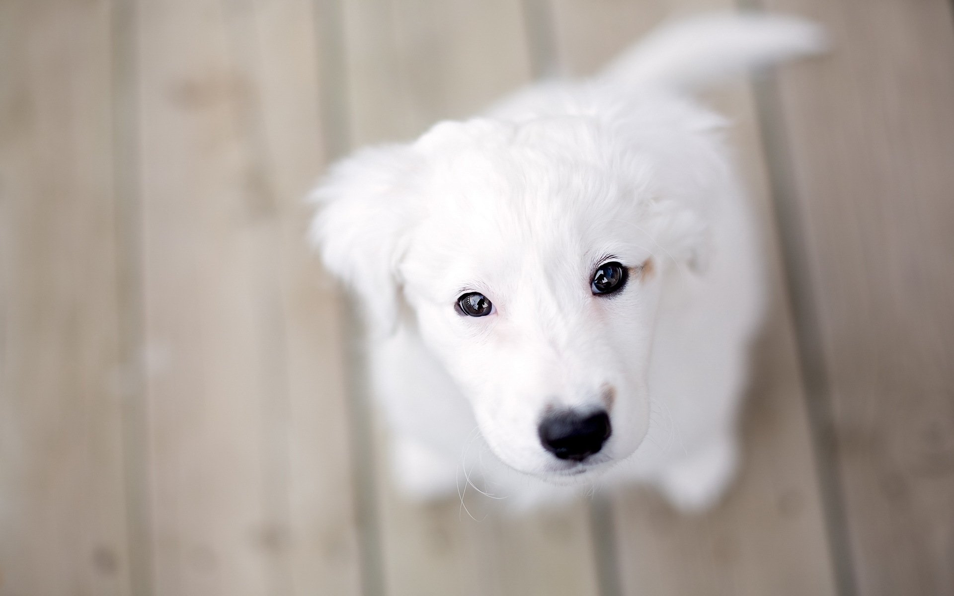 hund welpe hintergrund