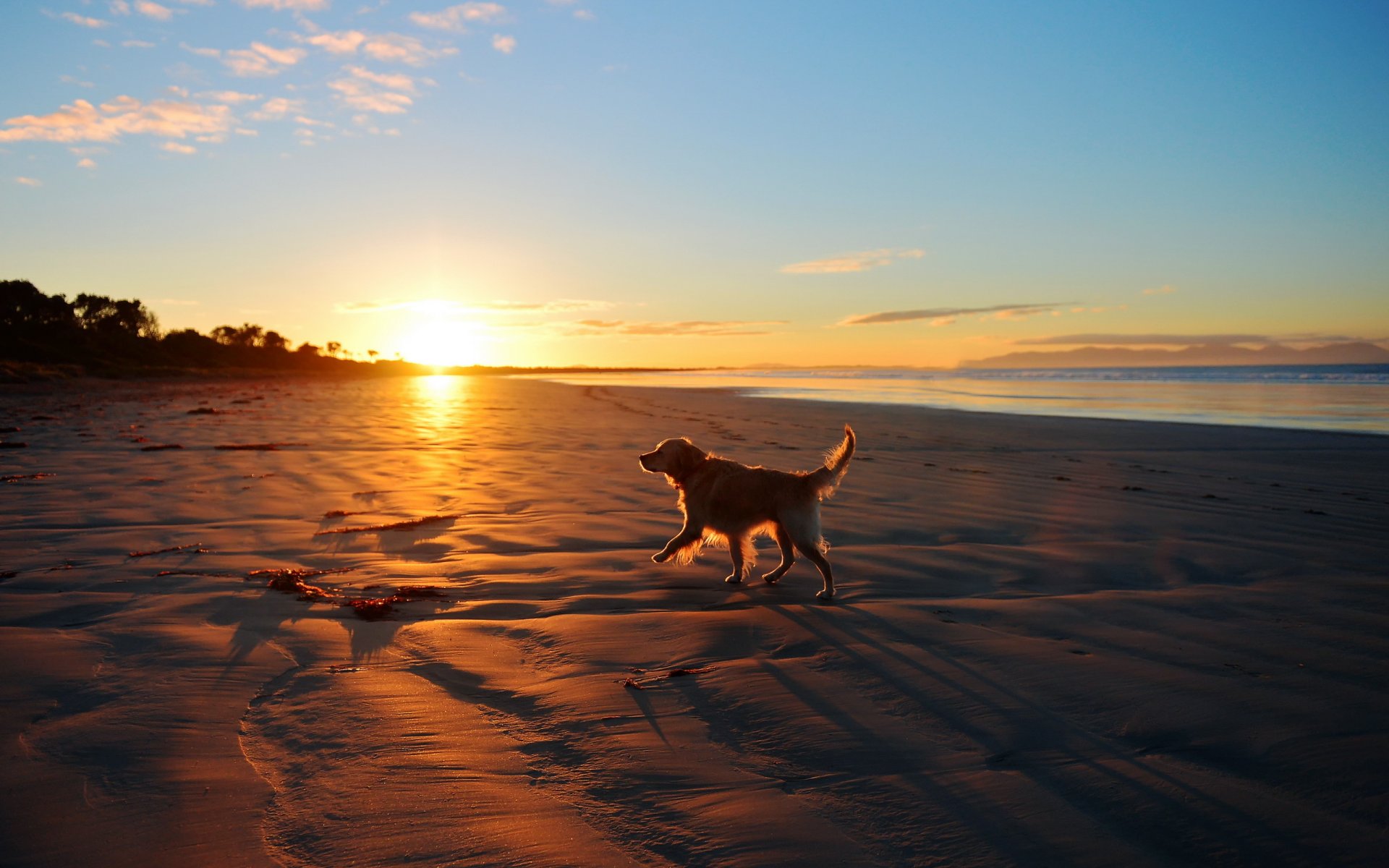 coucher de soleil mer chien ami paysage