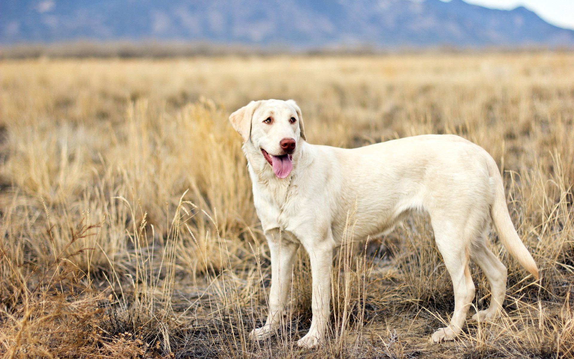 perro vista campo