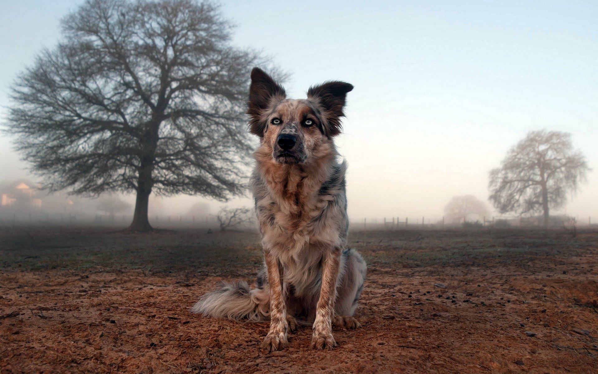 hund freund feld