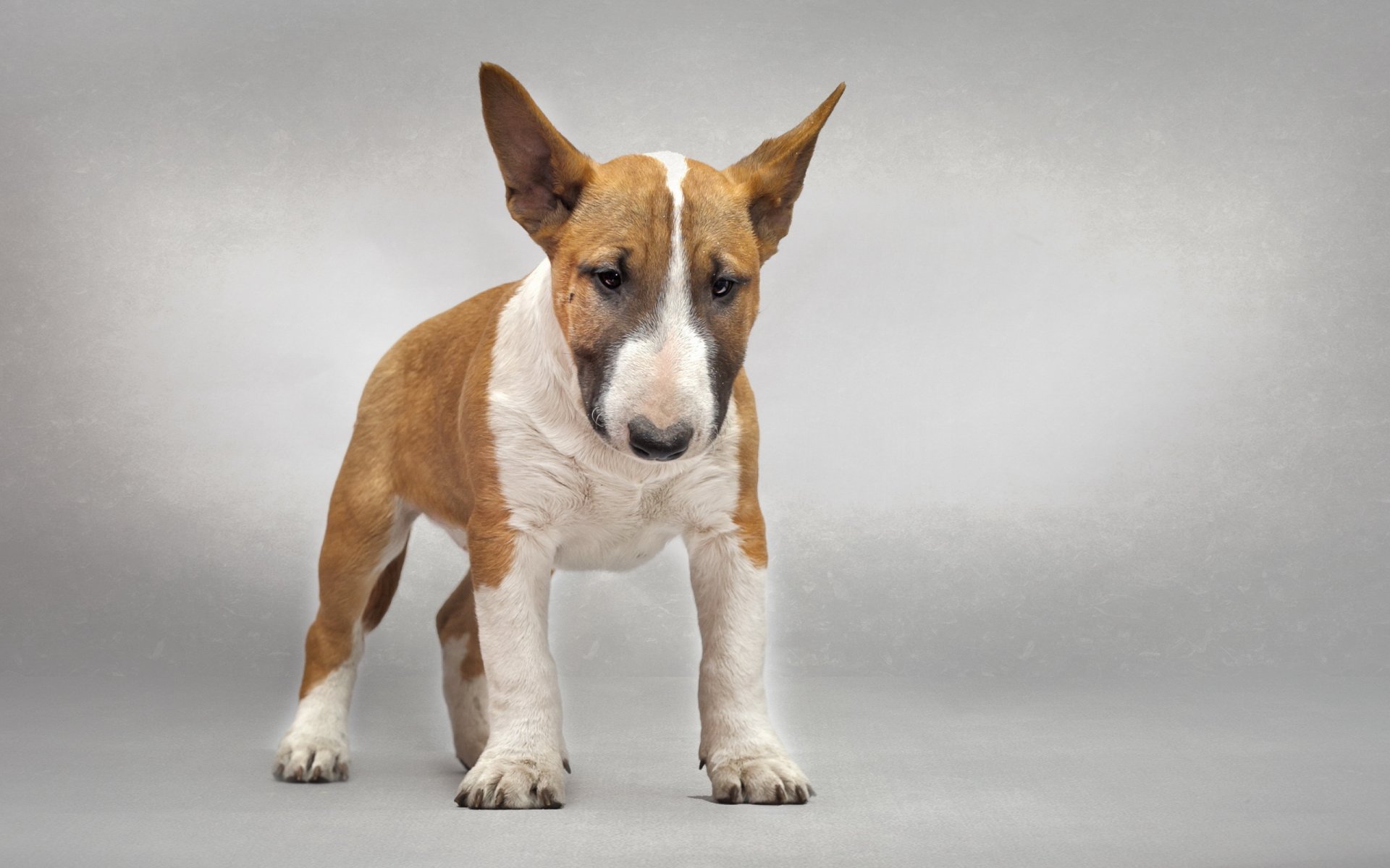 bullterrier hund freund